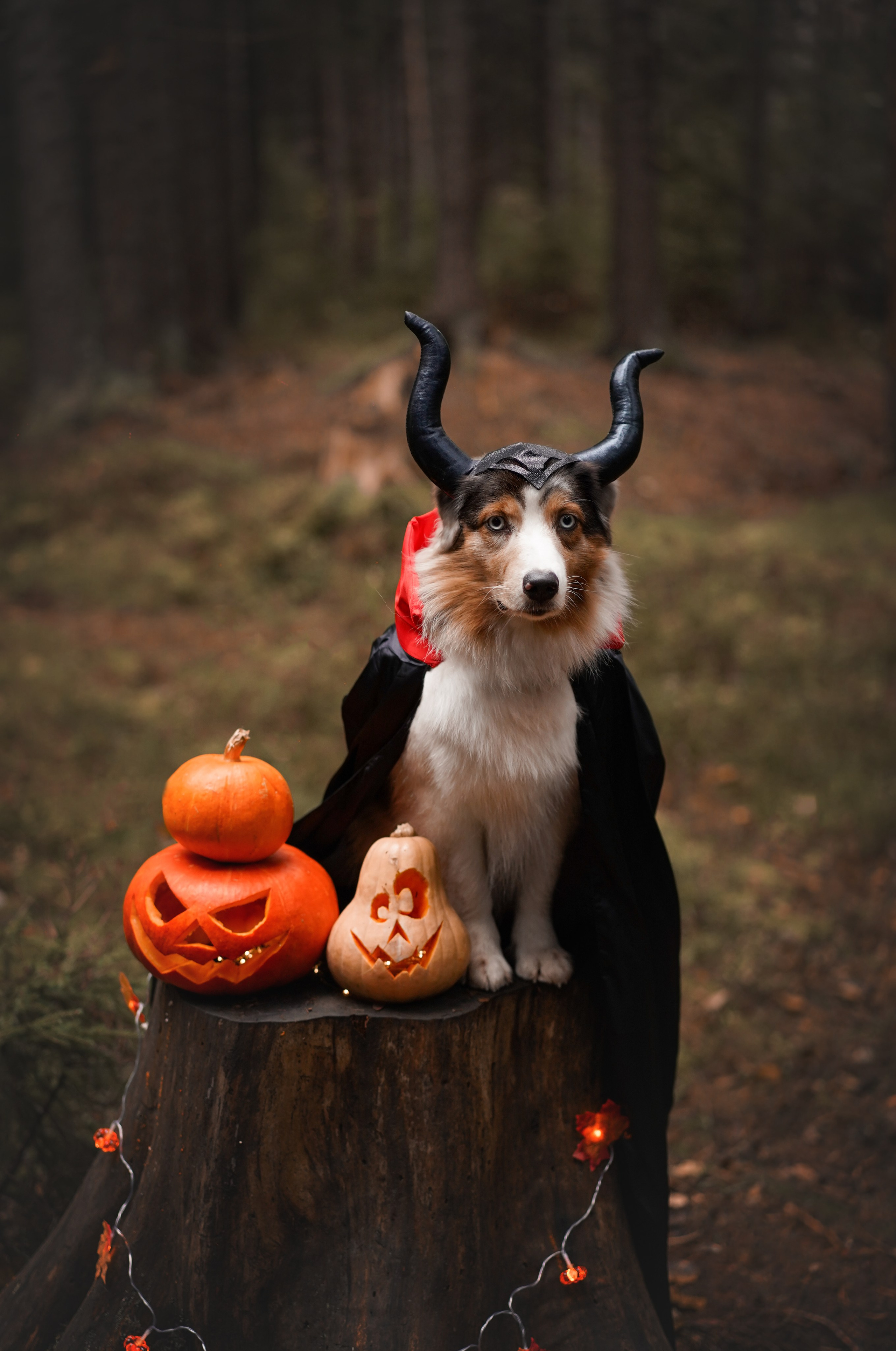 Аусси Хэллоуин 24. Фотограф-анималист в Санкт-Петербурге Яна Мартынова