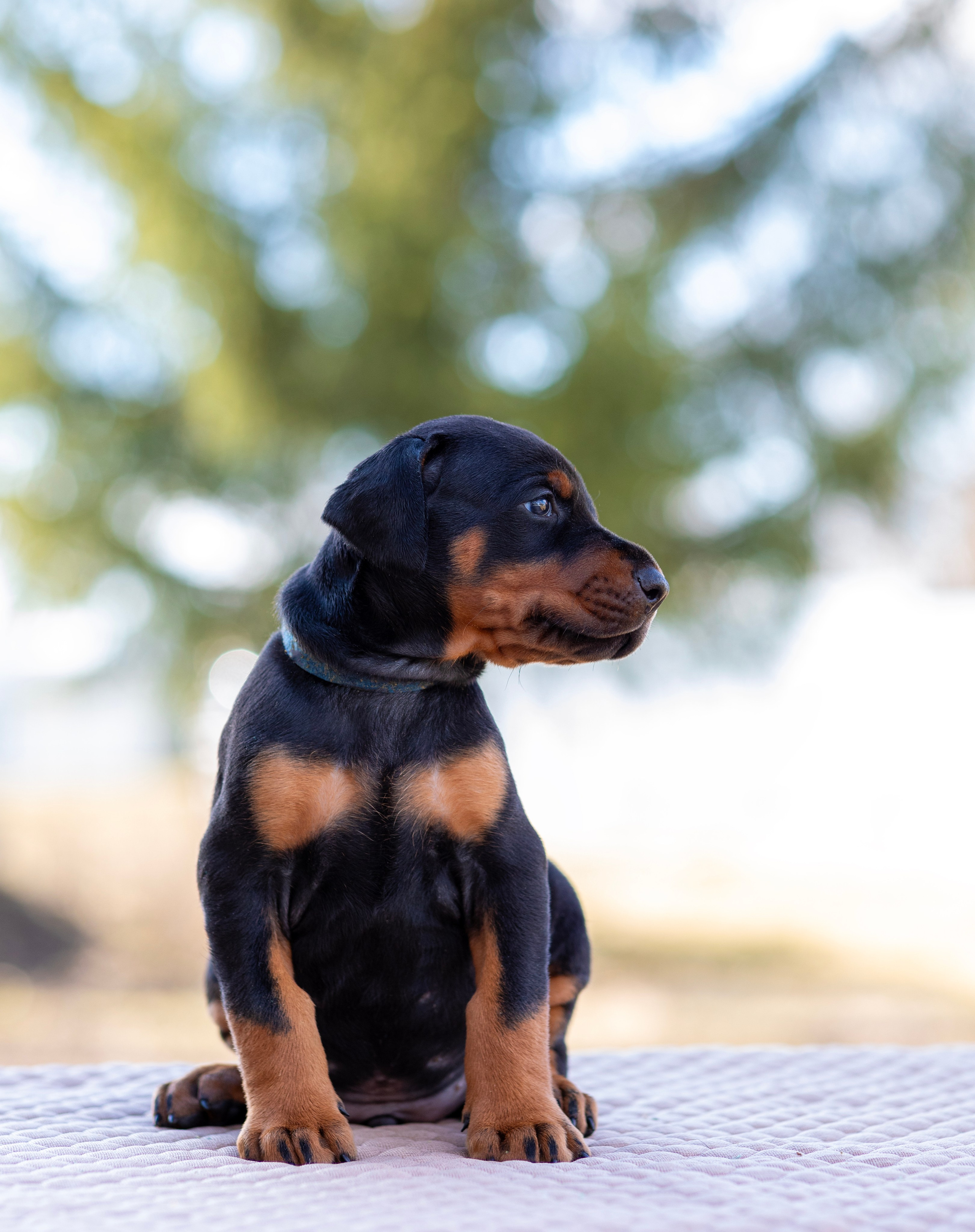 Доберман. Фотограф — анималист Татьяна Ли