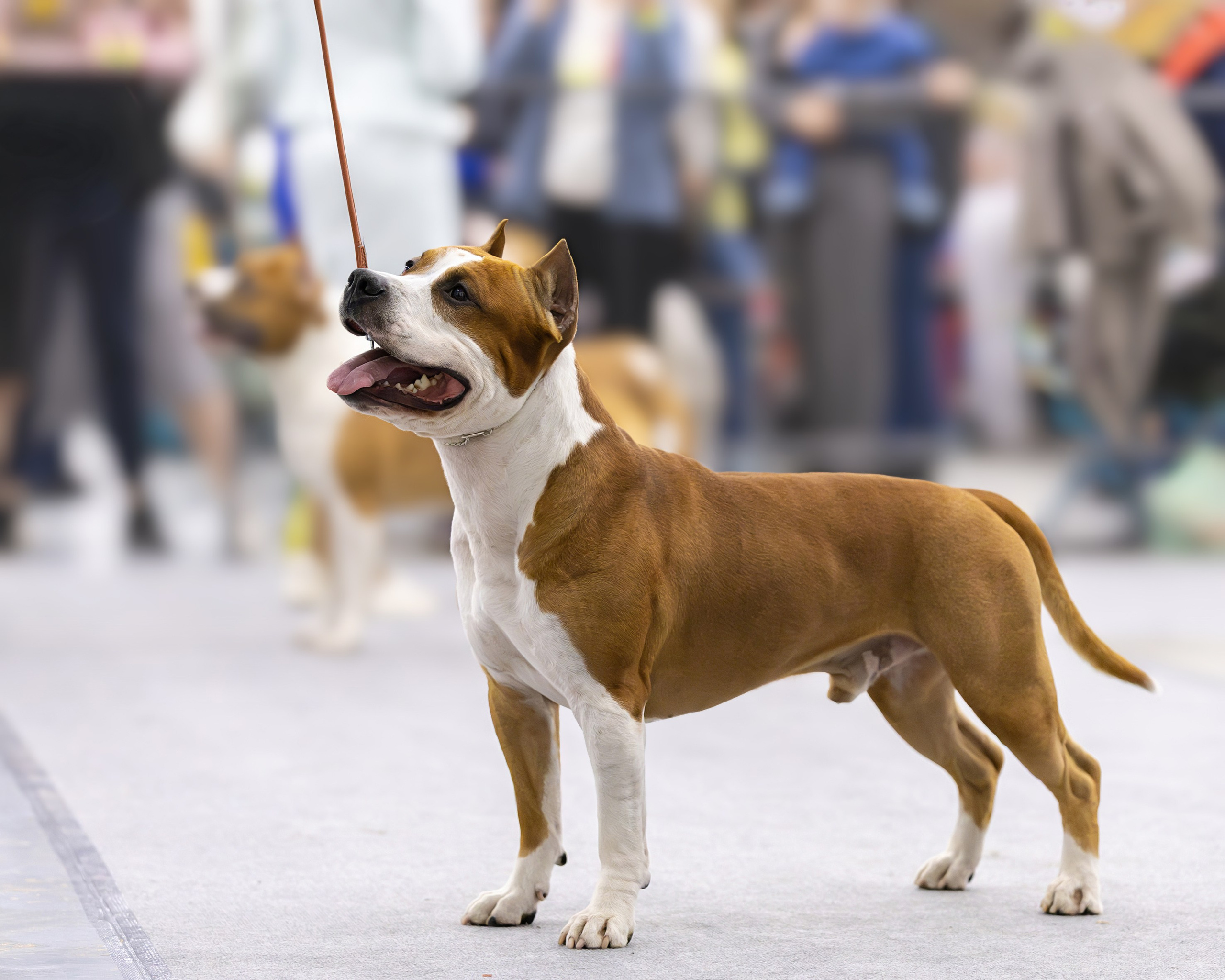 Съемка на выставках. Фотограф-анималист в Санкт-Петербурге — Юлия Чайкина