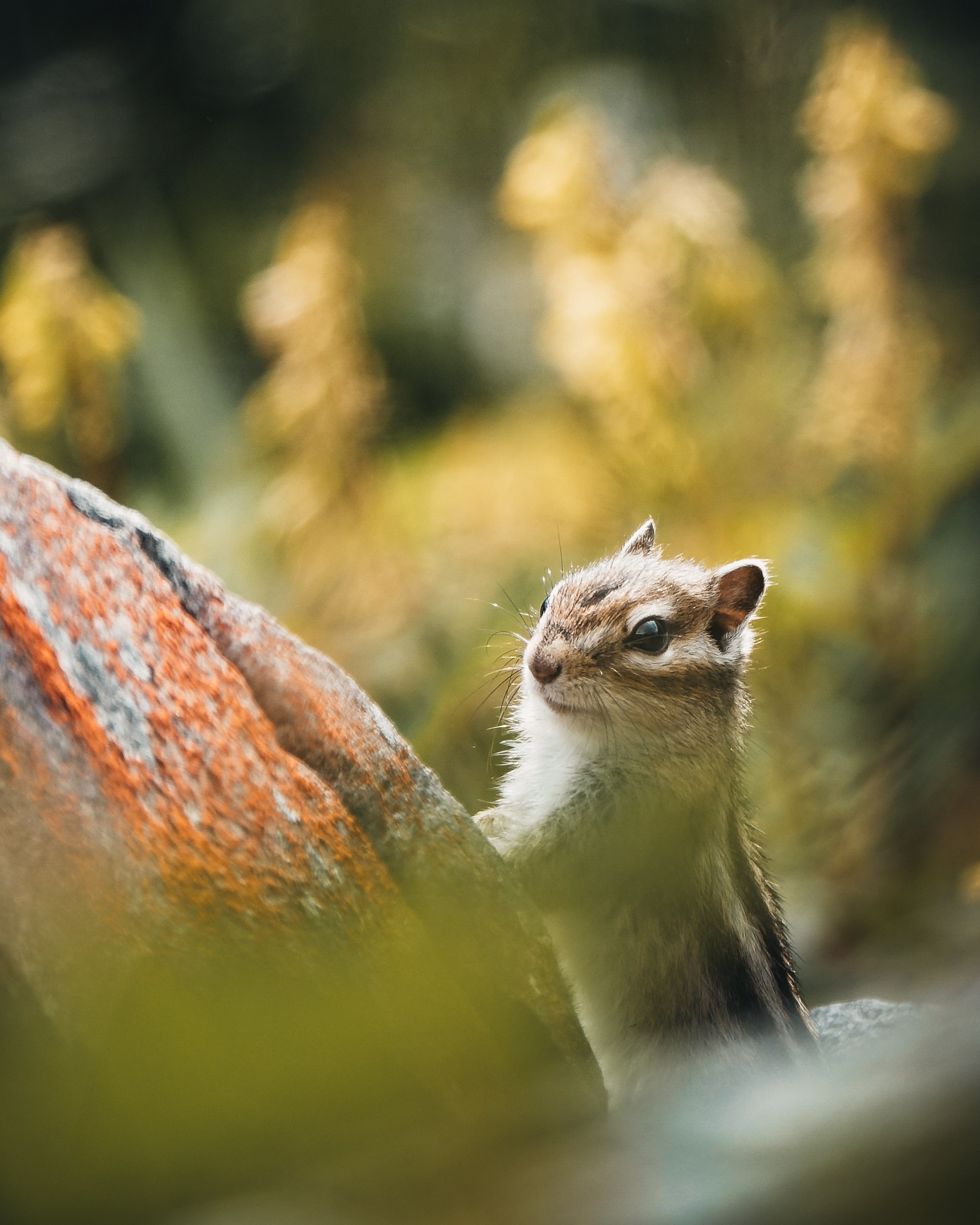 Wildlife