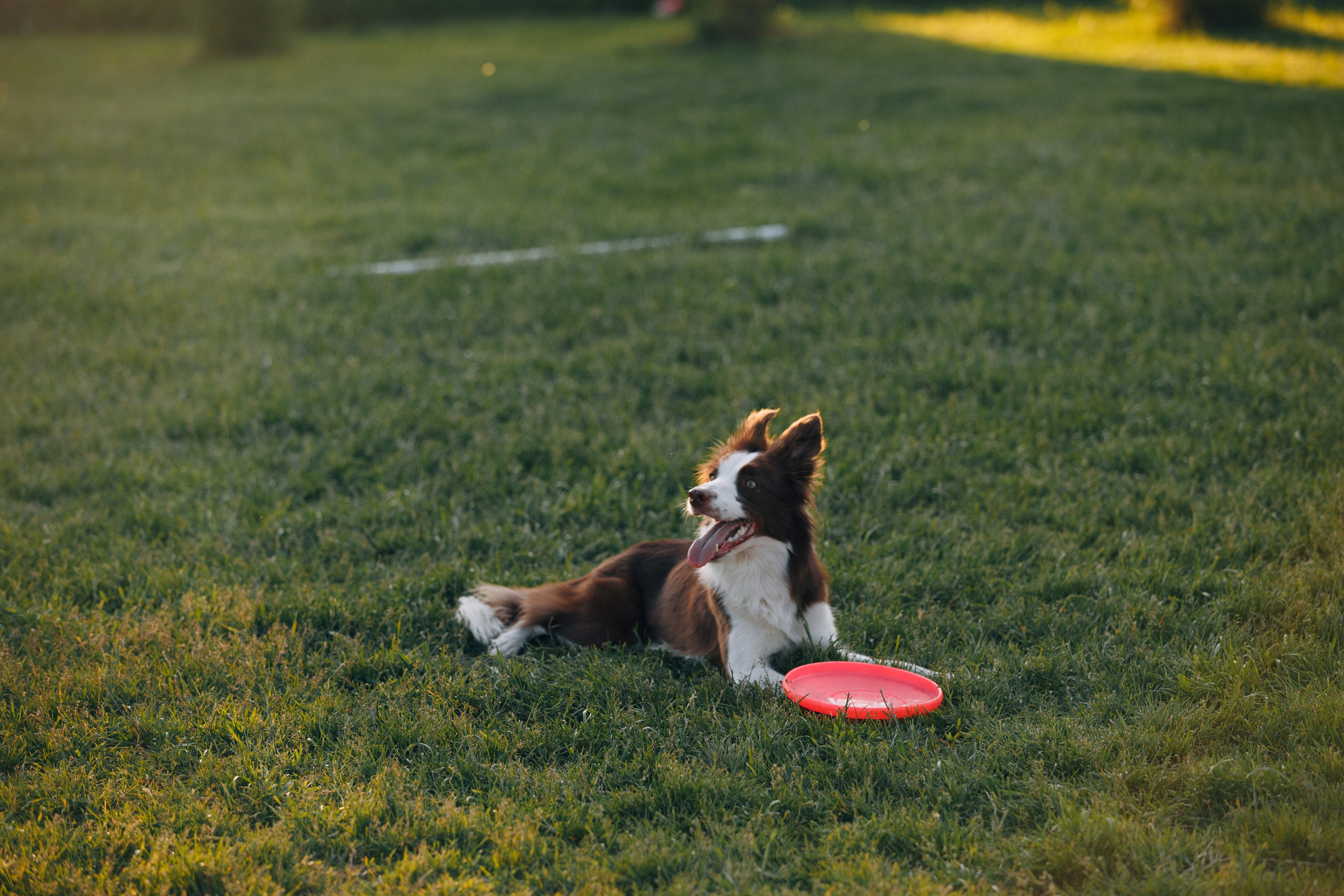 Кинологический лагерь в Горыныче. Фотограф анималист Кристина Карпова, Москва
