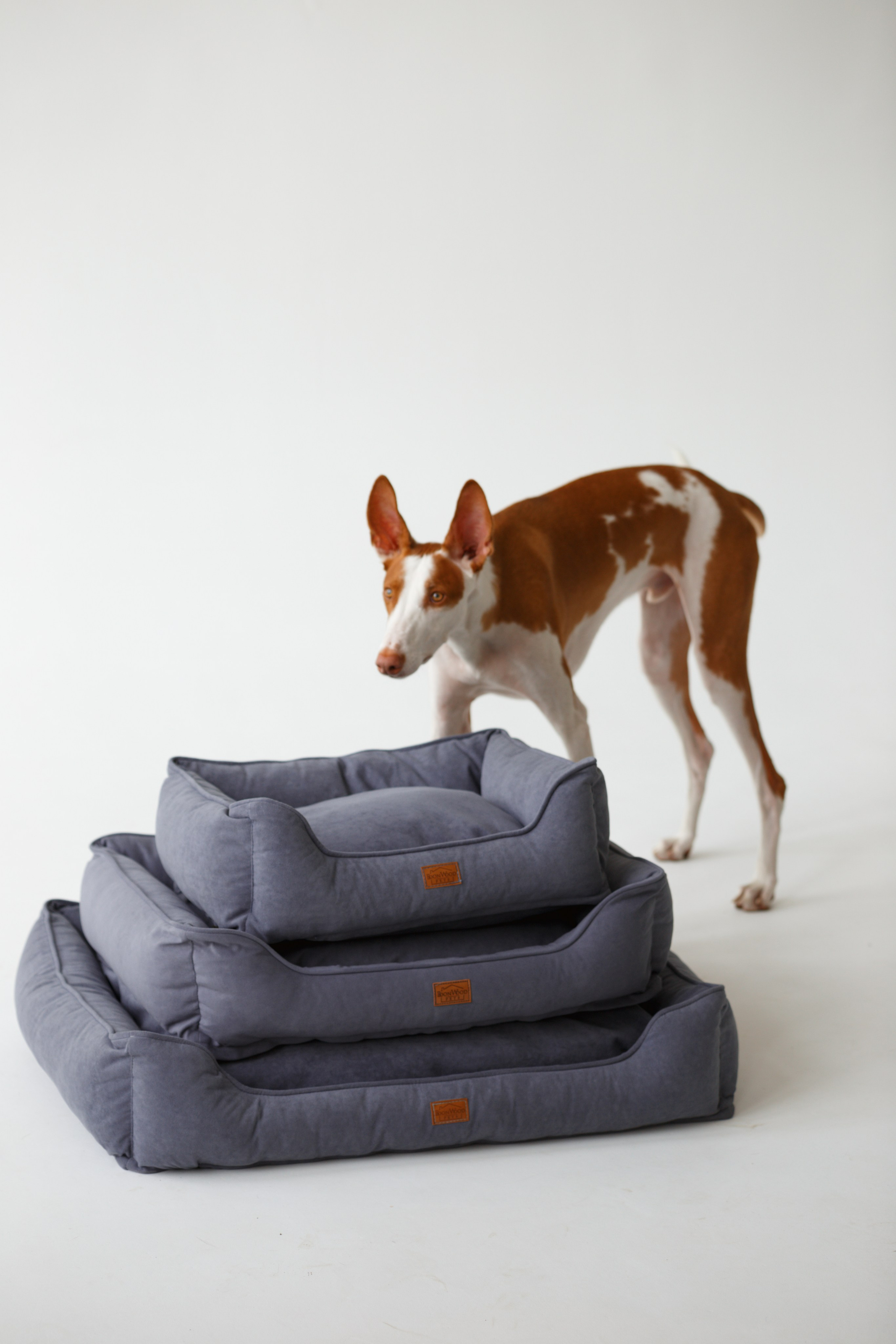 Boonwood Pets лежанки для животных. Фотограф анималист Кристина Карпова, Москва