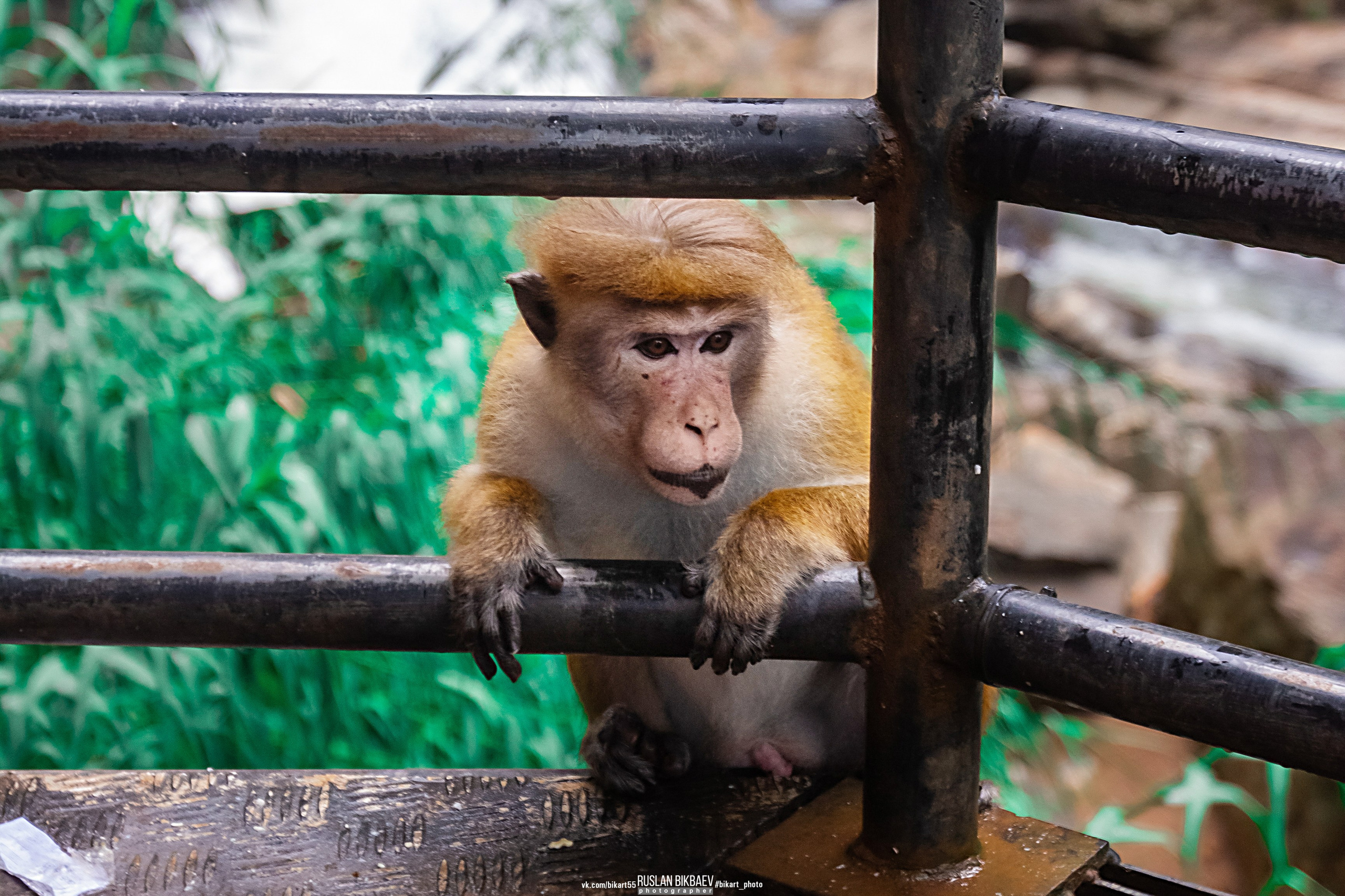 ШРИ-ЛАНКА 2025 / SRI LANKA 2025. Главная