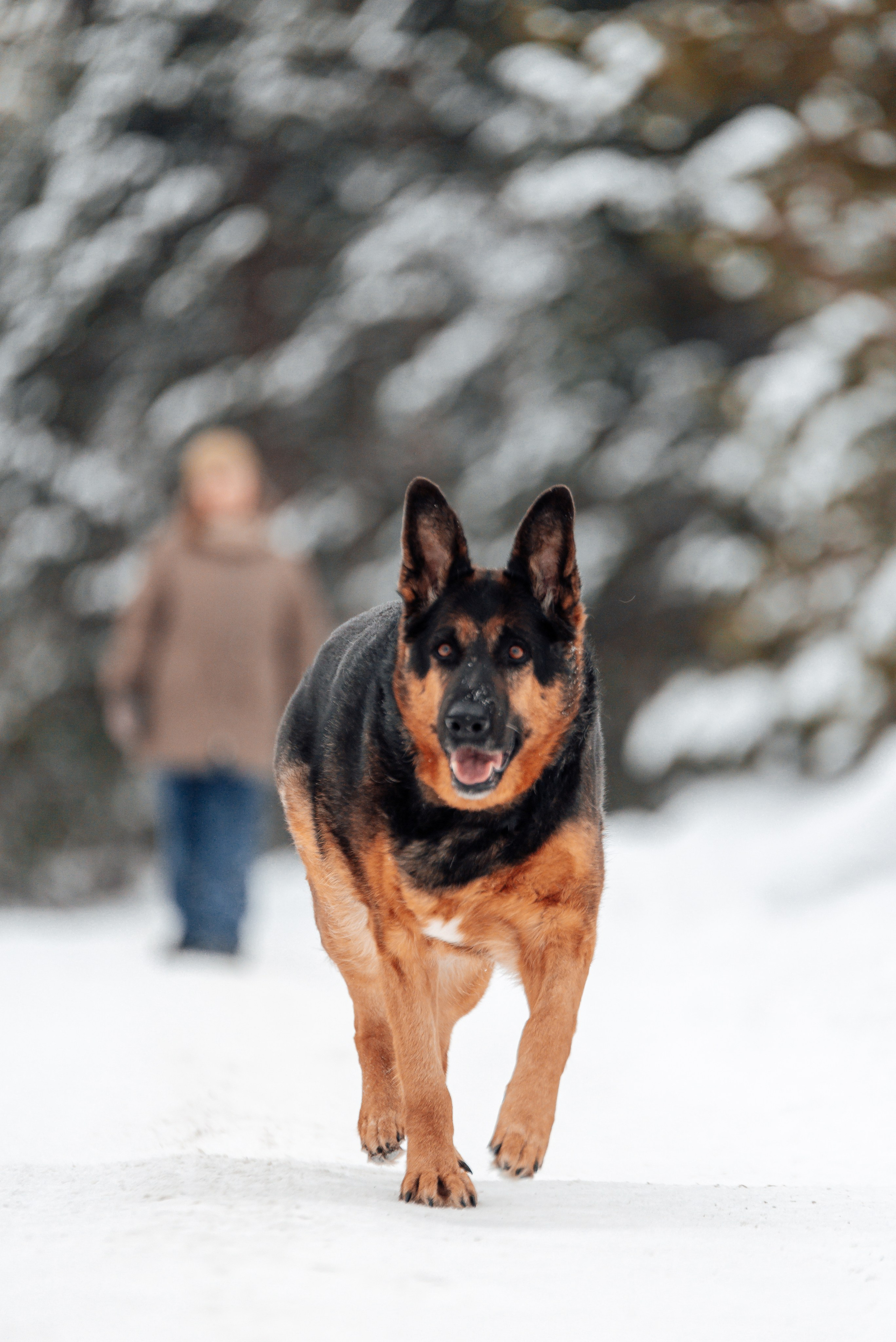 Светлана, Альфа и кошки ✨. Фотограф-анималист Анастасия Парфенова|Екатеринбург