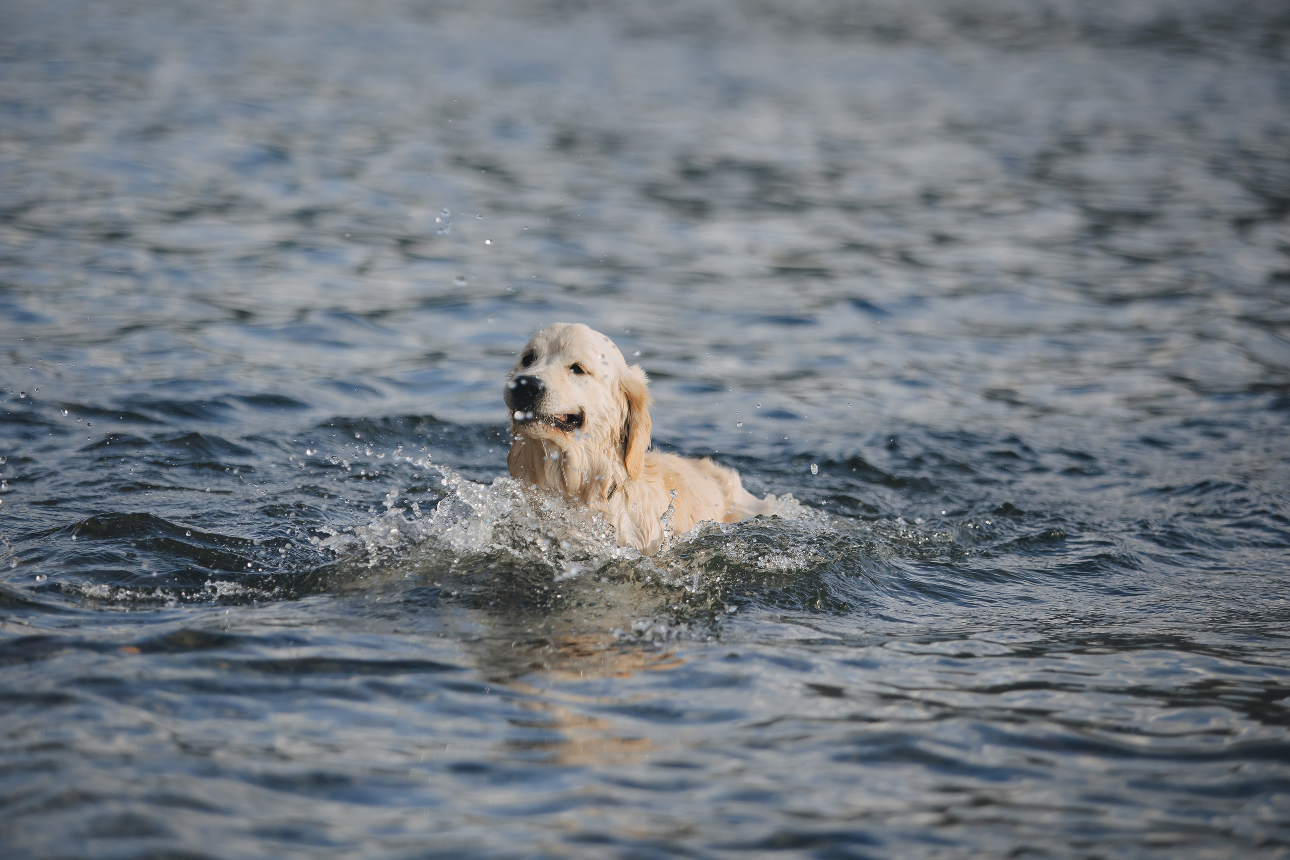 Снежик и Веста. Свадебный и женский фотограф