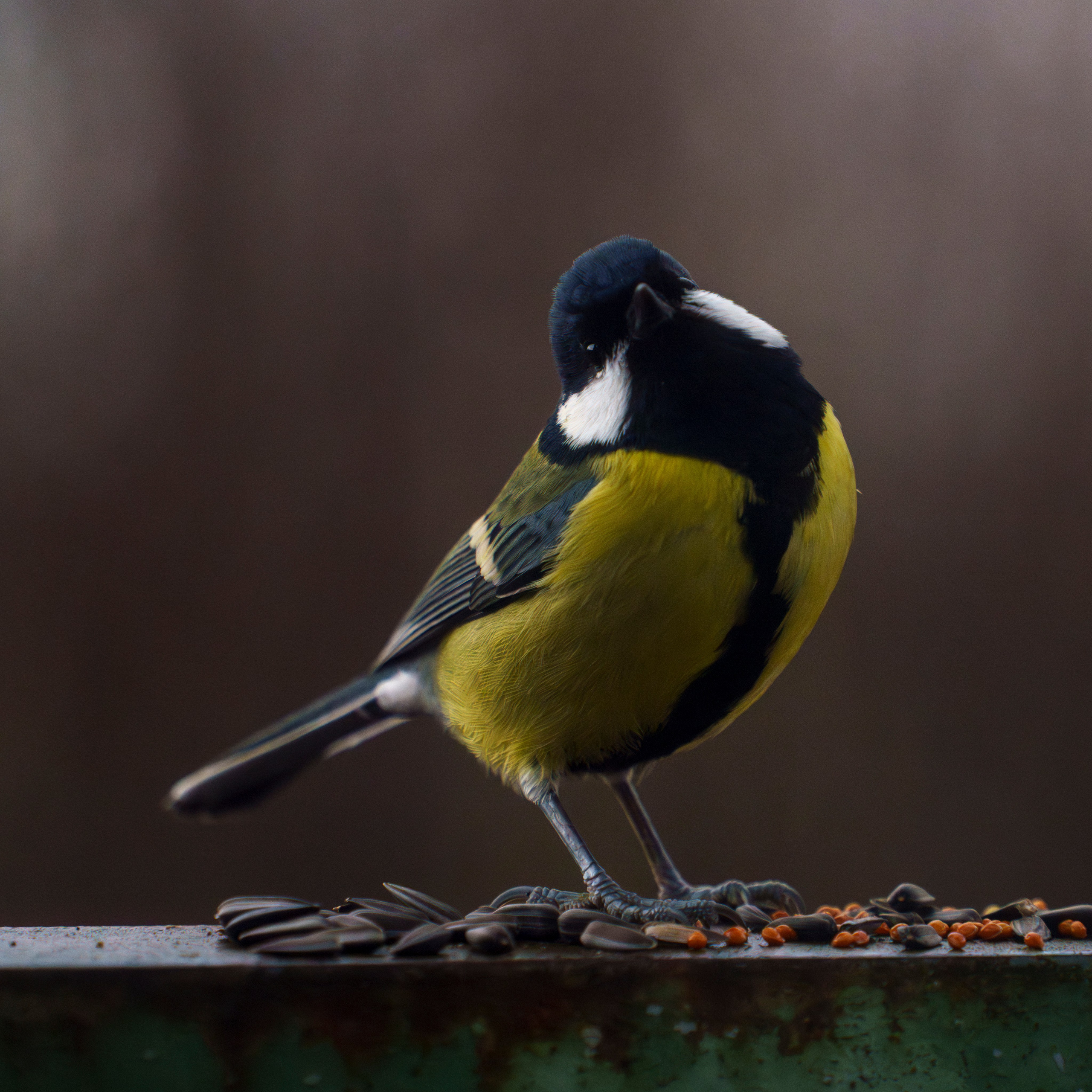 Animals — Животные