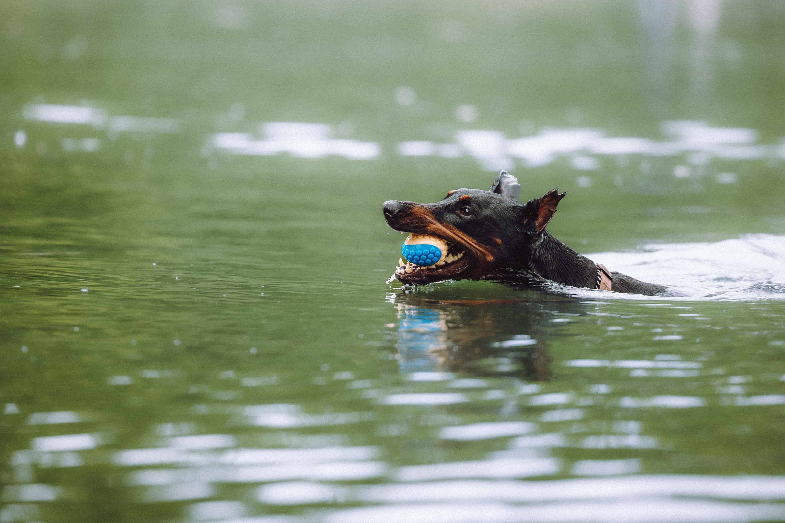 Паша, Хайди и Тея