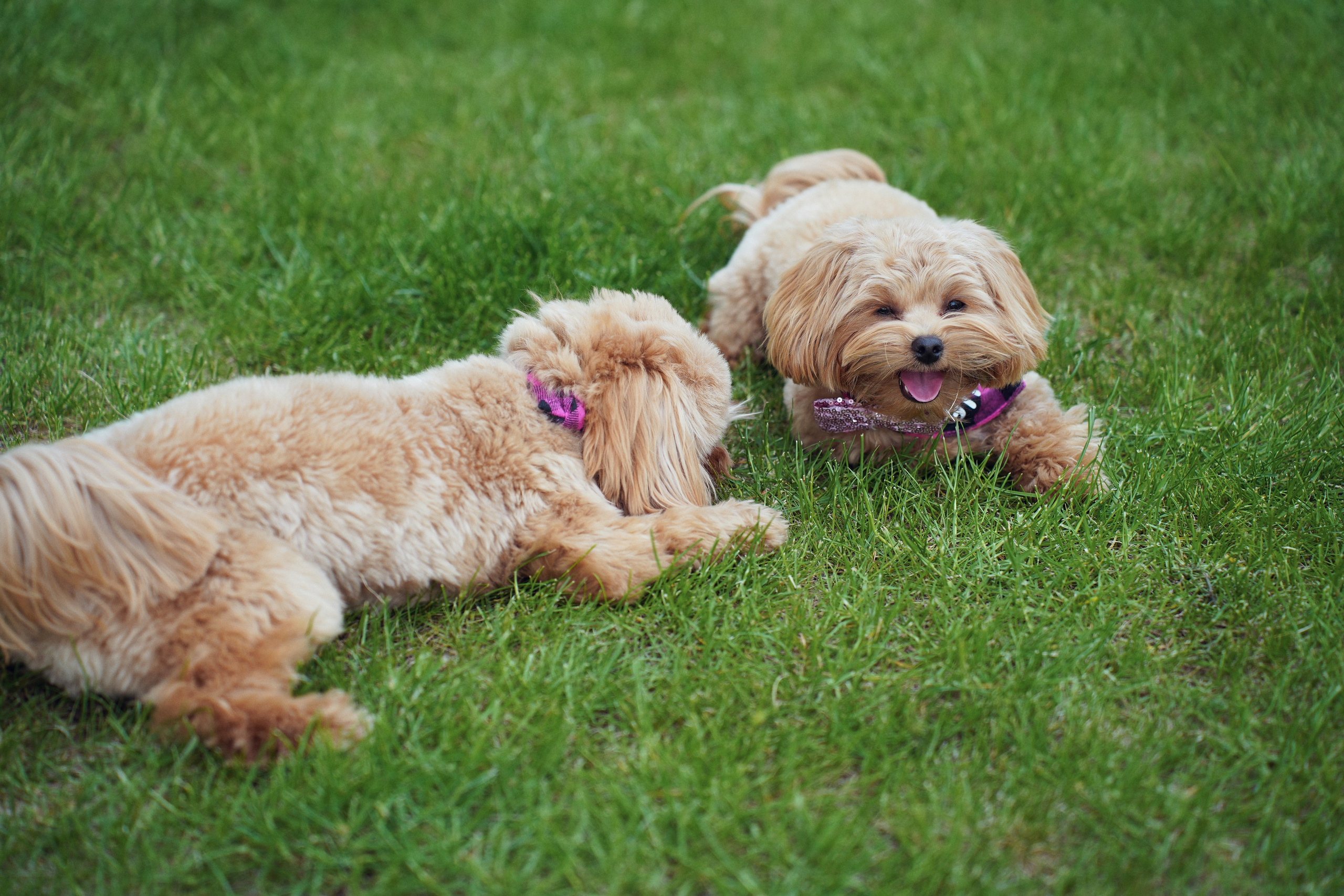 День Рождения Екатерина. Фотограф
