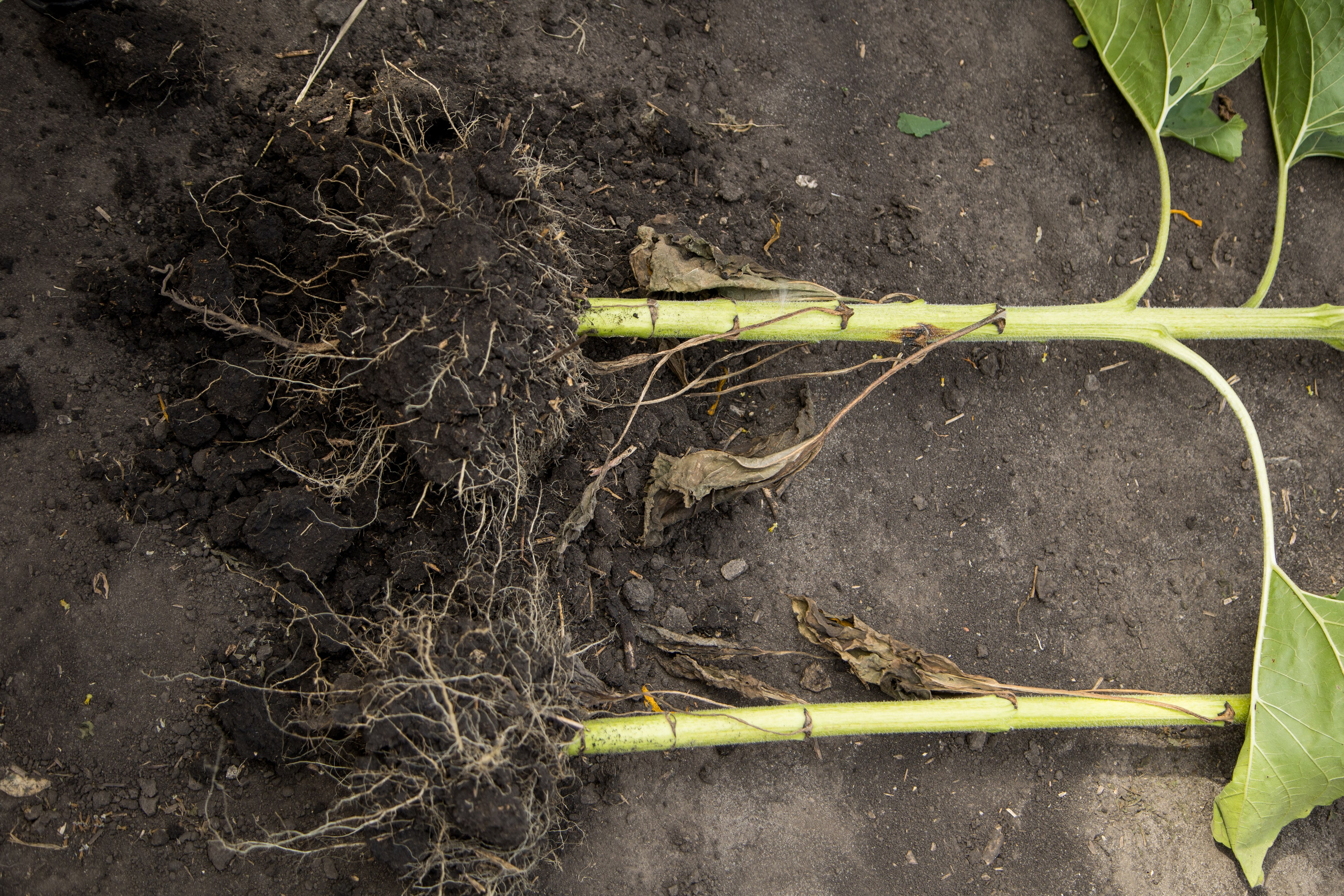 Решения для сельского хозяйства BASF 16.08.2022. Владислав Волков | Фотография и видеосъемка в Воронеже