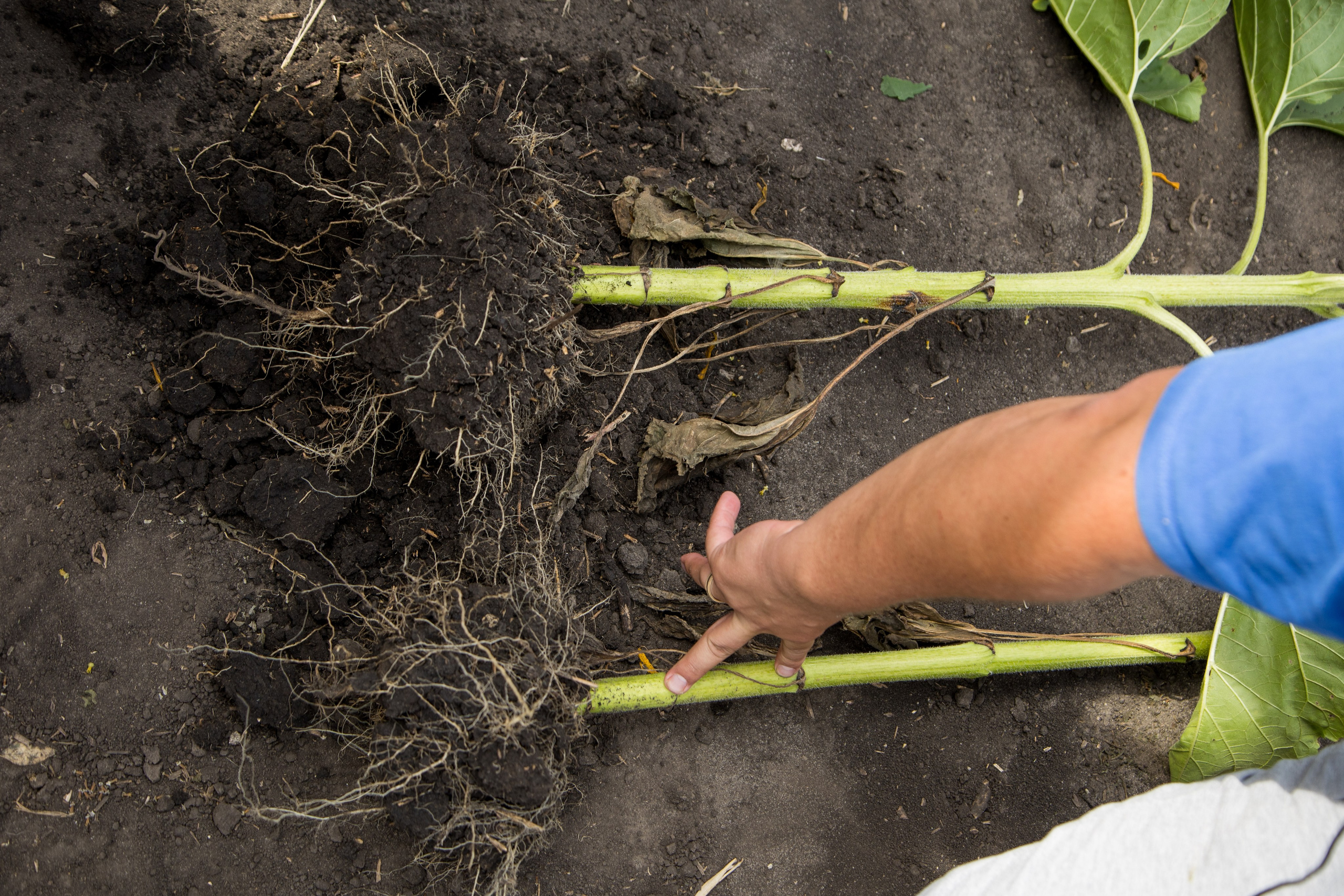 Решения для сельского хозяйства BASF 16.08.2022. Владислав Волков | Фотография и видеосъемка в Воронеже