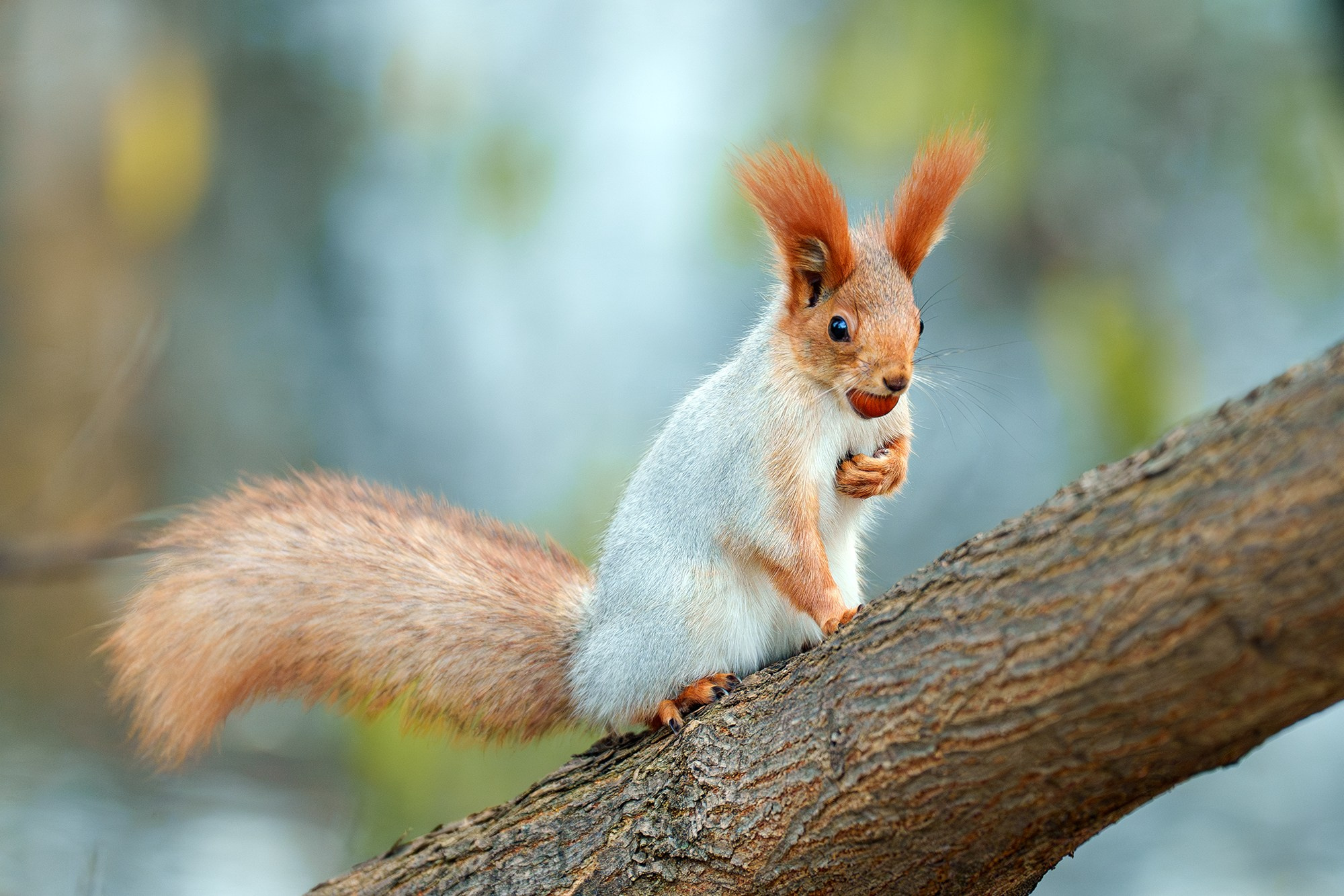 Животные. Ваш личный фотограф Марина Волкова