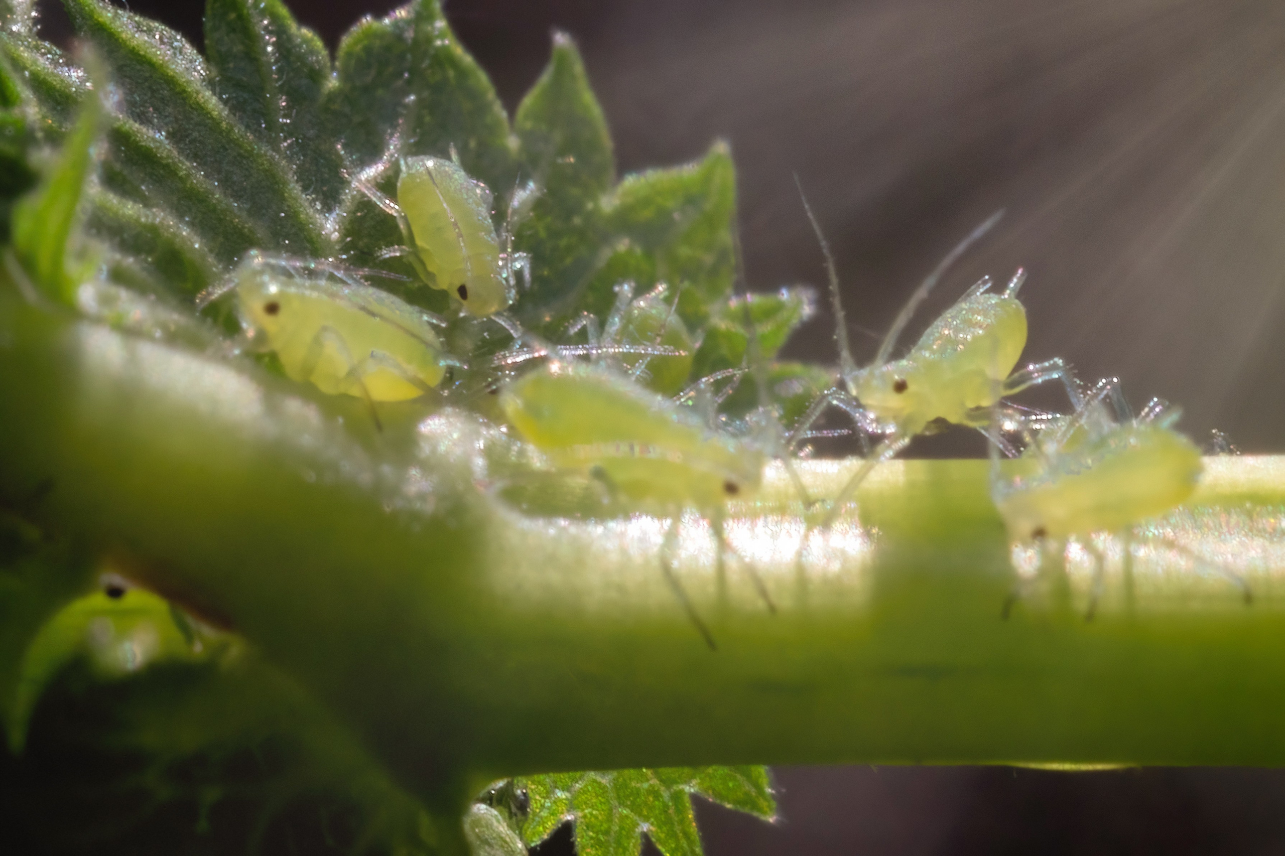 Макро. Фотограф Лагутин Анатолий