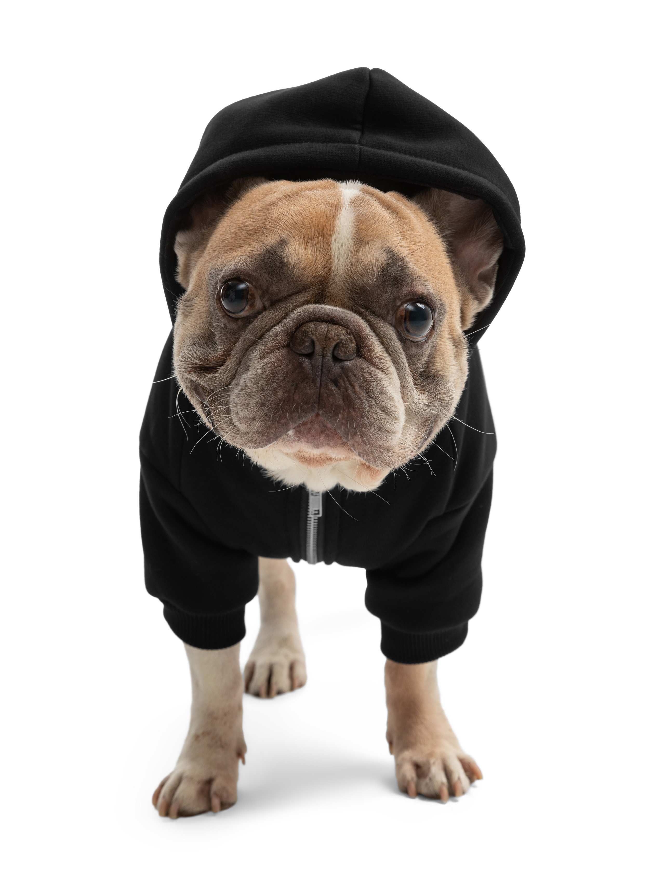 Одежда для собак Pet Subject. Олег Дмитриев