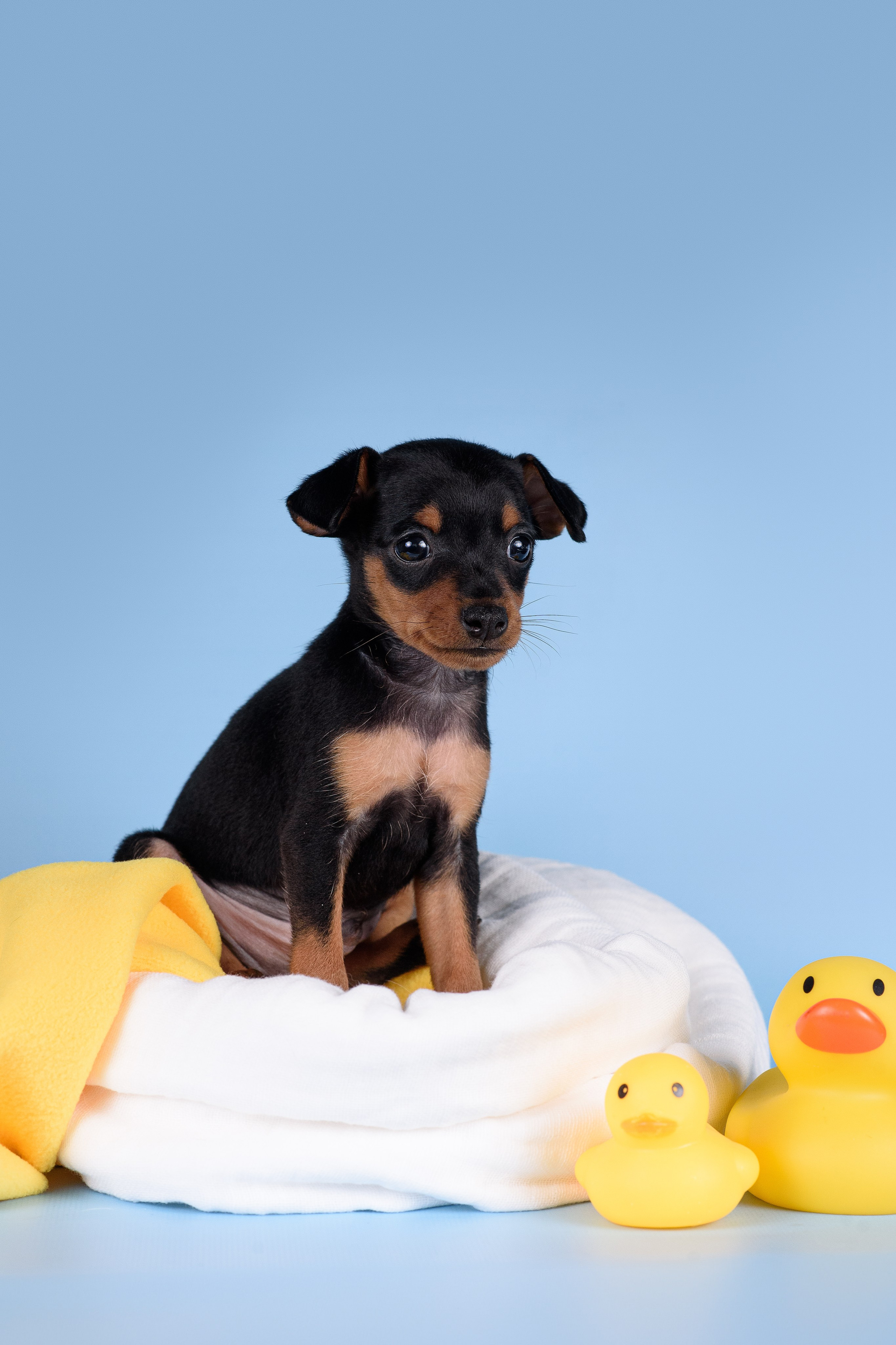 Щенки Пражских крысариков -13.04.2024. Фотограф — Анималист | Анна Абрамова