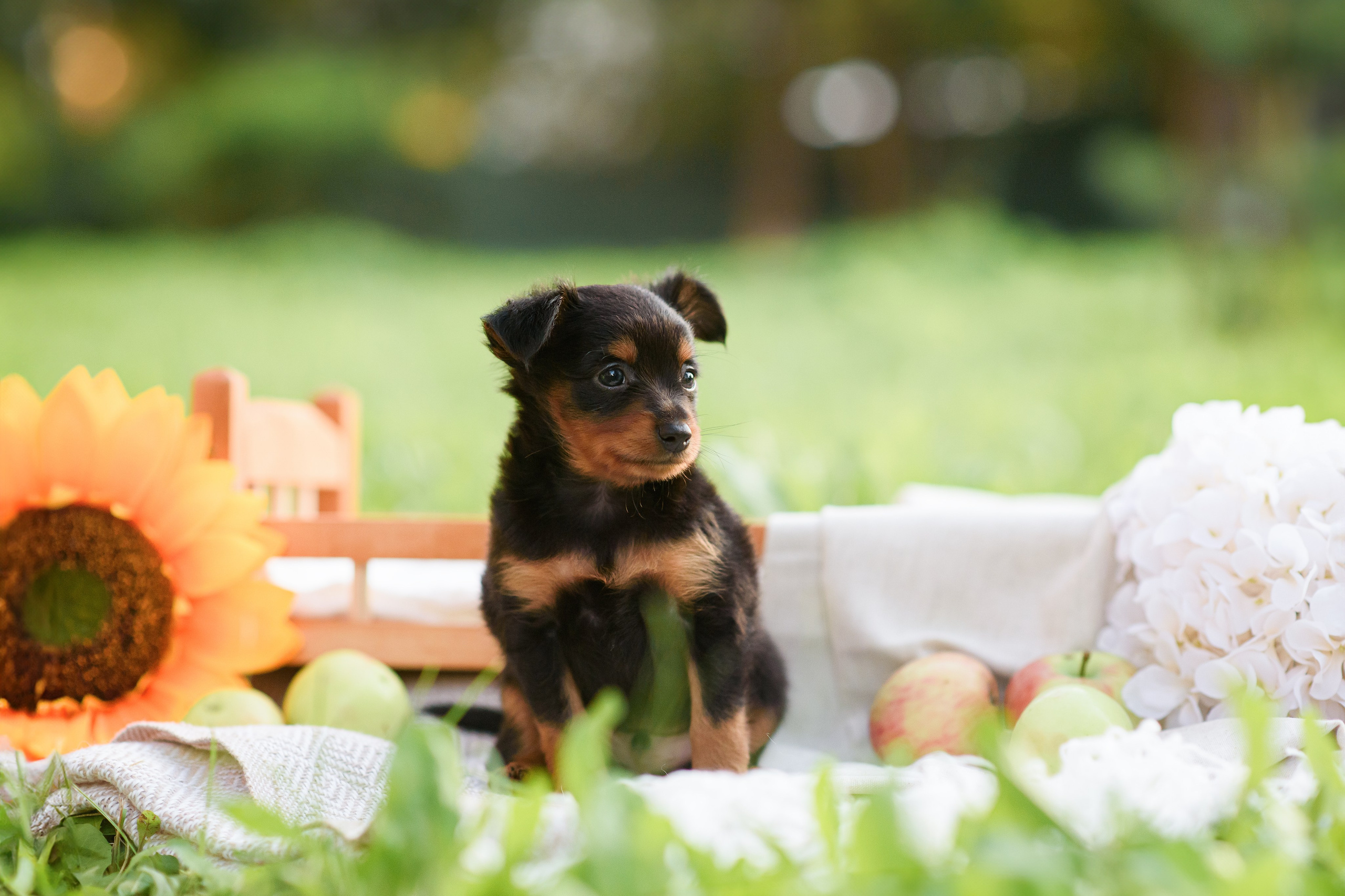 Щенки Пражских крысариков — 03.08.2024. Фотограф — Анималист | Анна Абрамова