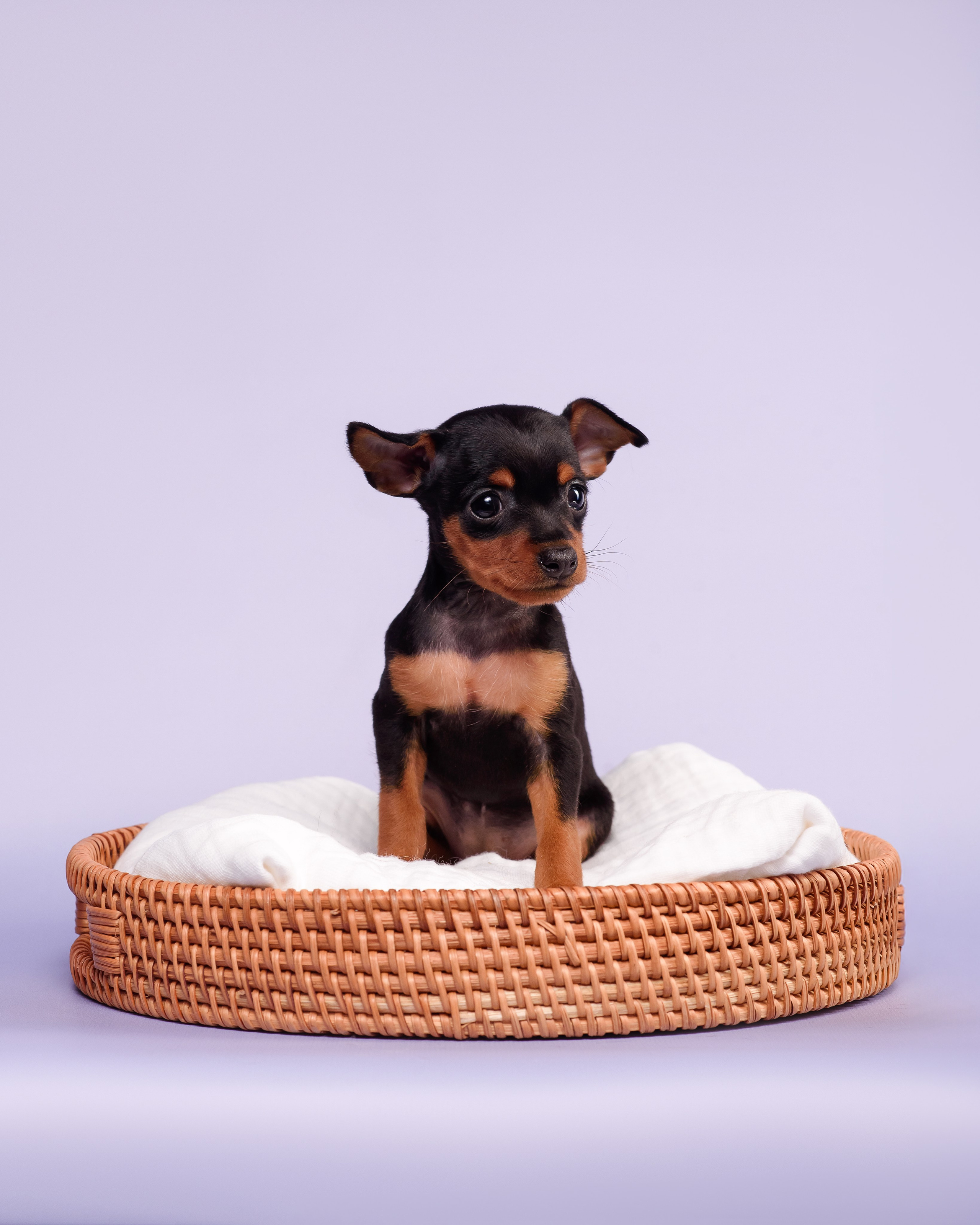 Малыши пражских крысариков — 30.07.2025. Фотограф — Анималист | Анна Абрамова