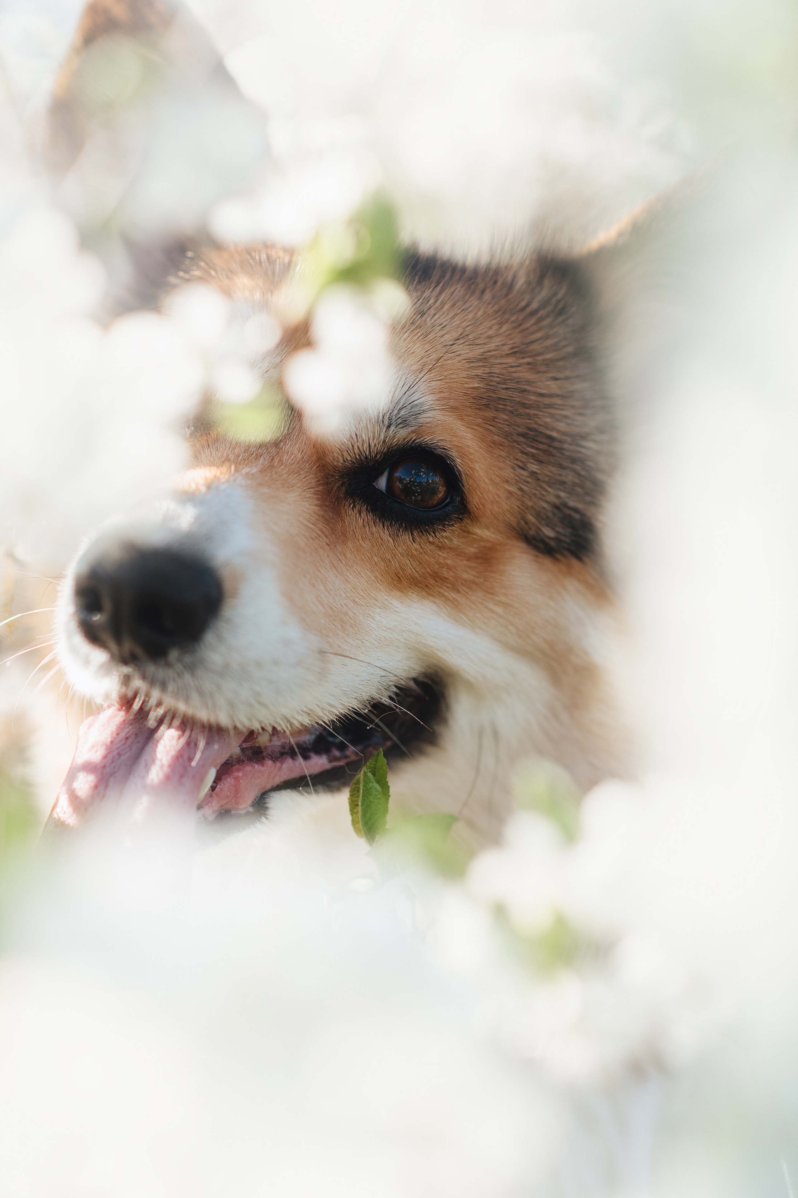 Трисс — 29.04.2024. Фотограф — Анималист | Анна Абрамова