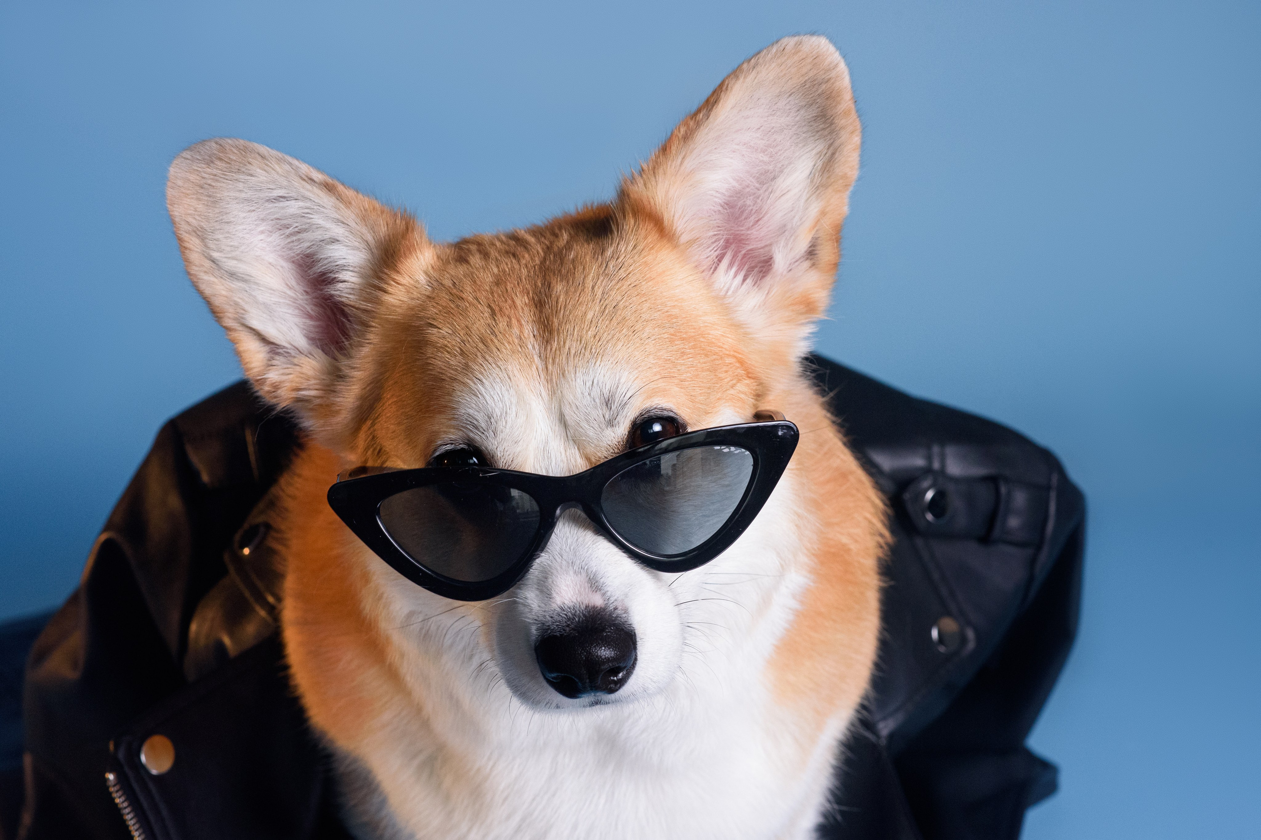 Лея съемка на однотонном фоне — 2024. Фотограф — Анималист | Анна Абрамова