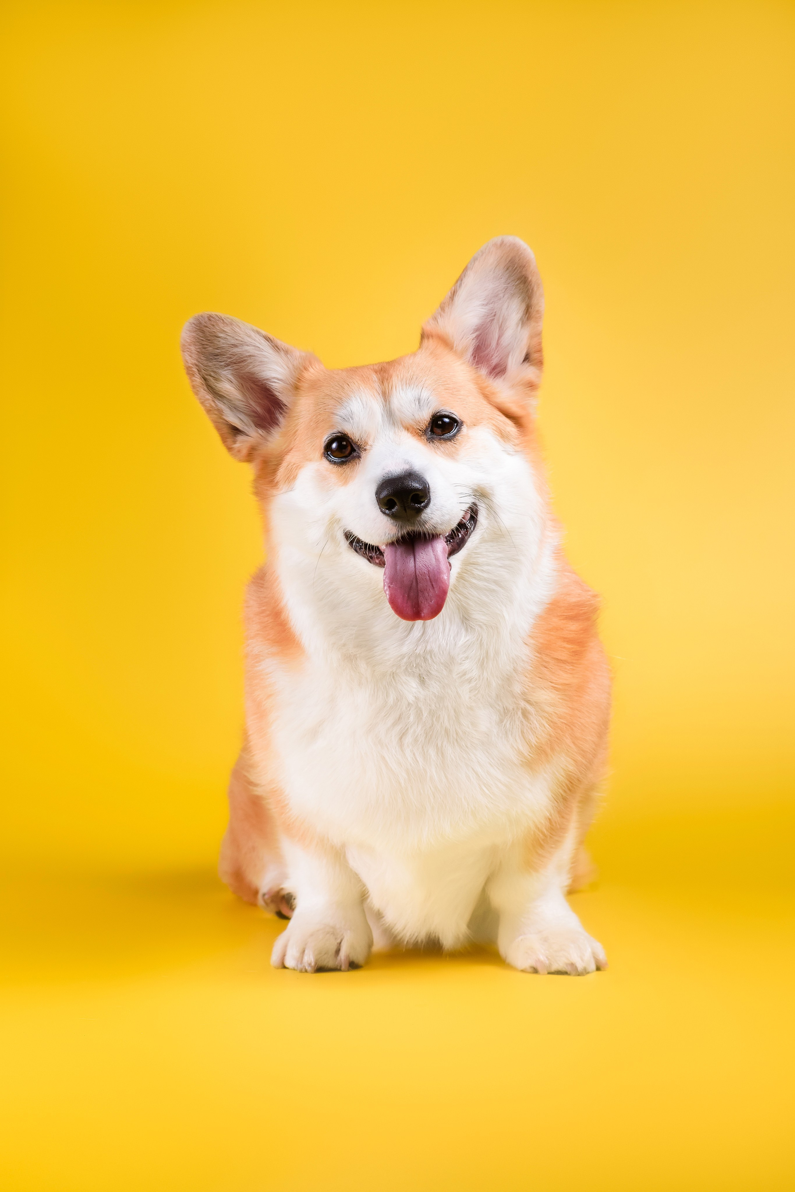 Лея на однотонном фоне. Фотограф — Анималист | Анна Абрамова