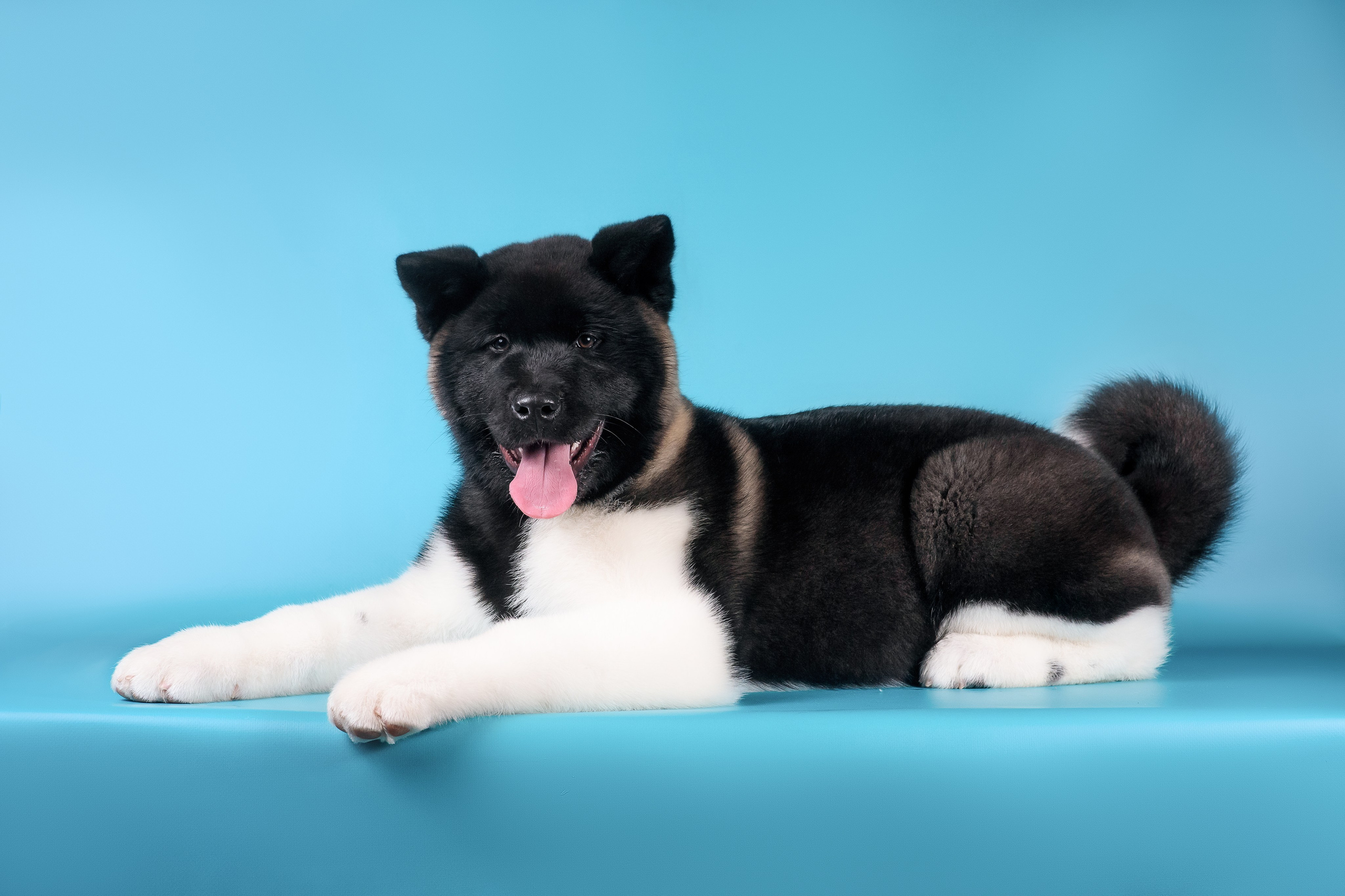 Илон и Оскар — 17.01.2025. Фотограф — Анималист | Анна Абрамова