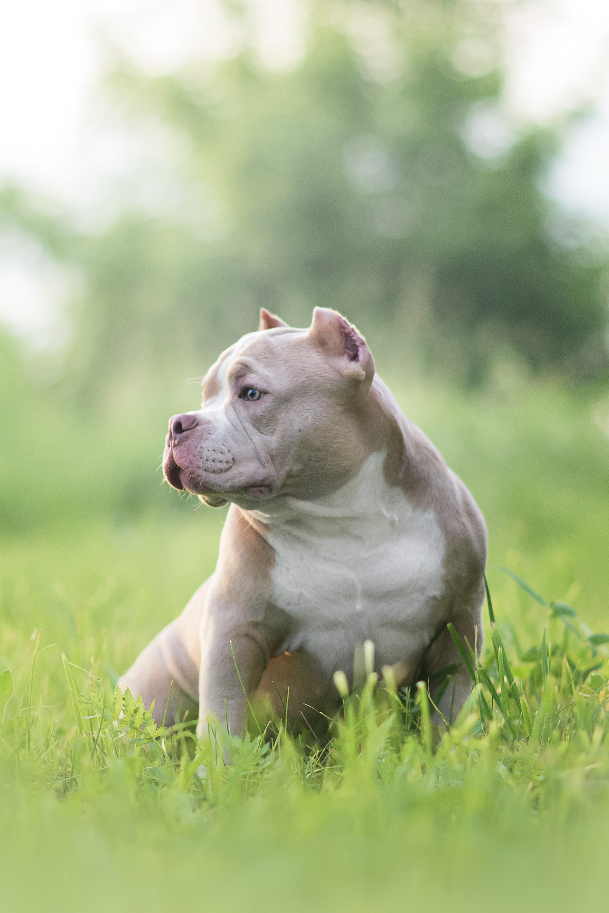 Щенки Американского Булли — 15.06.2024. Фотограф — Анималист | Анна Абрамова