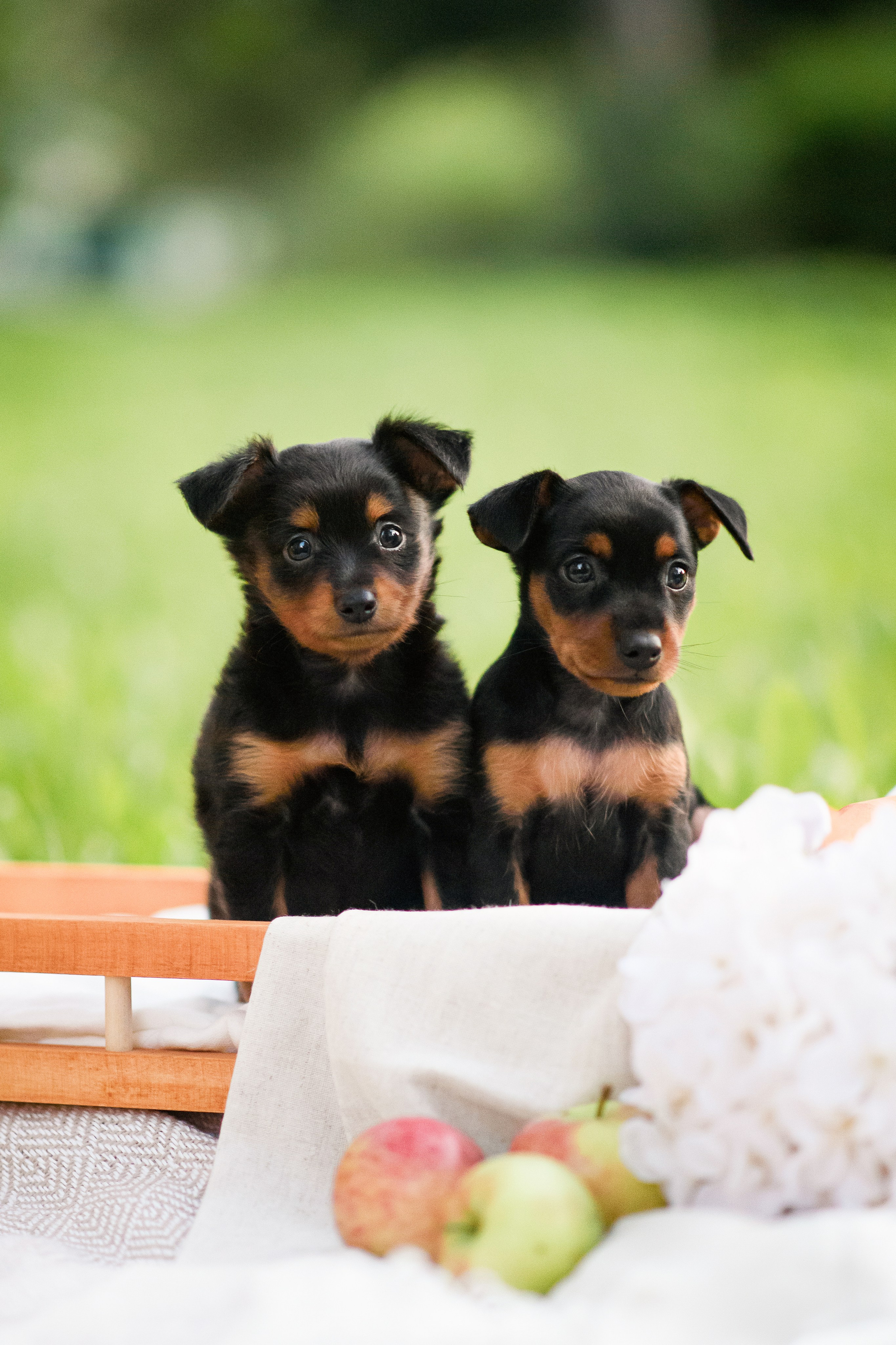 Щенки Пражских крысариков — 03.08.2024. Фотограф — Анималист | Анна Абрамова