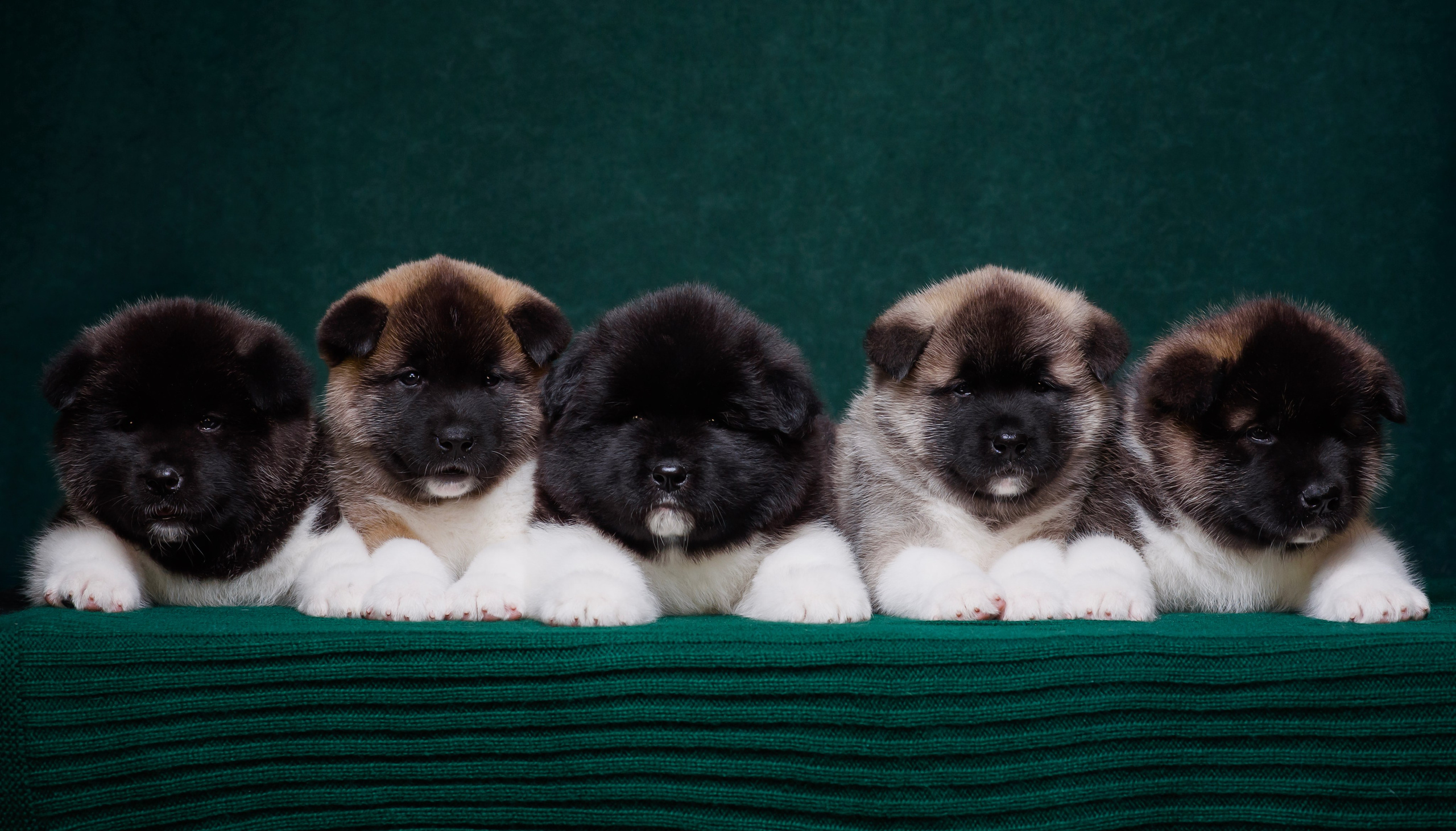 Щенки Американской Акиты. Фотограф — Анималист | Анна Абрамова