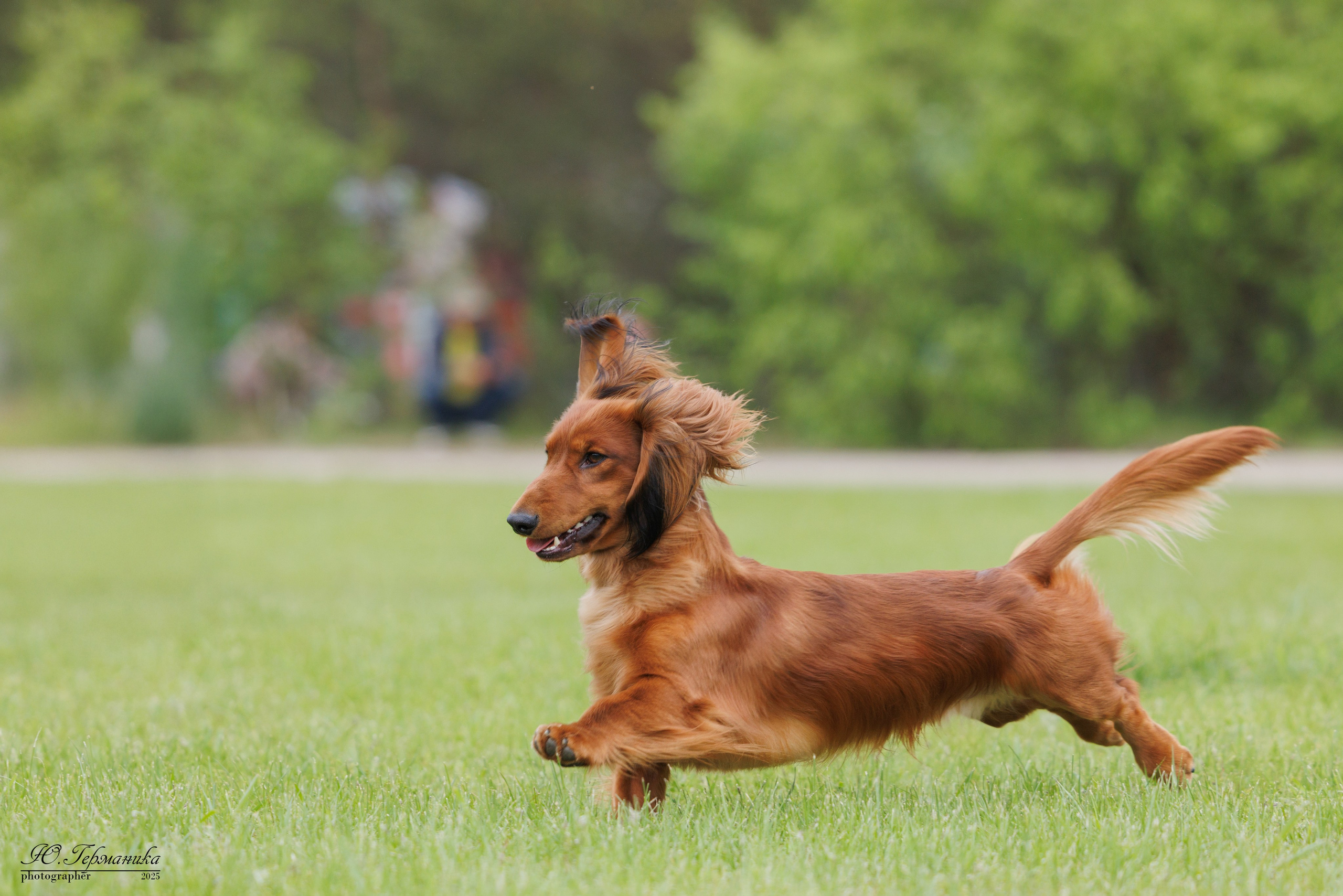 Суздаль(Владимир)17-18.05.2025. Фотограф-анималист Юлия Германика