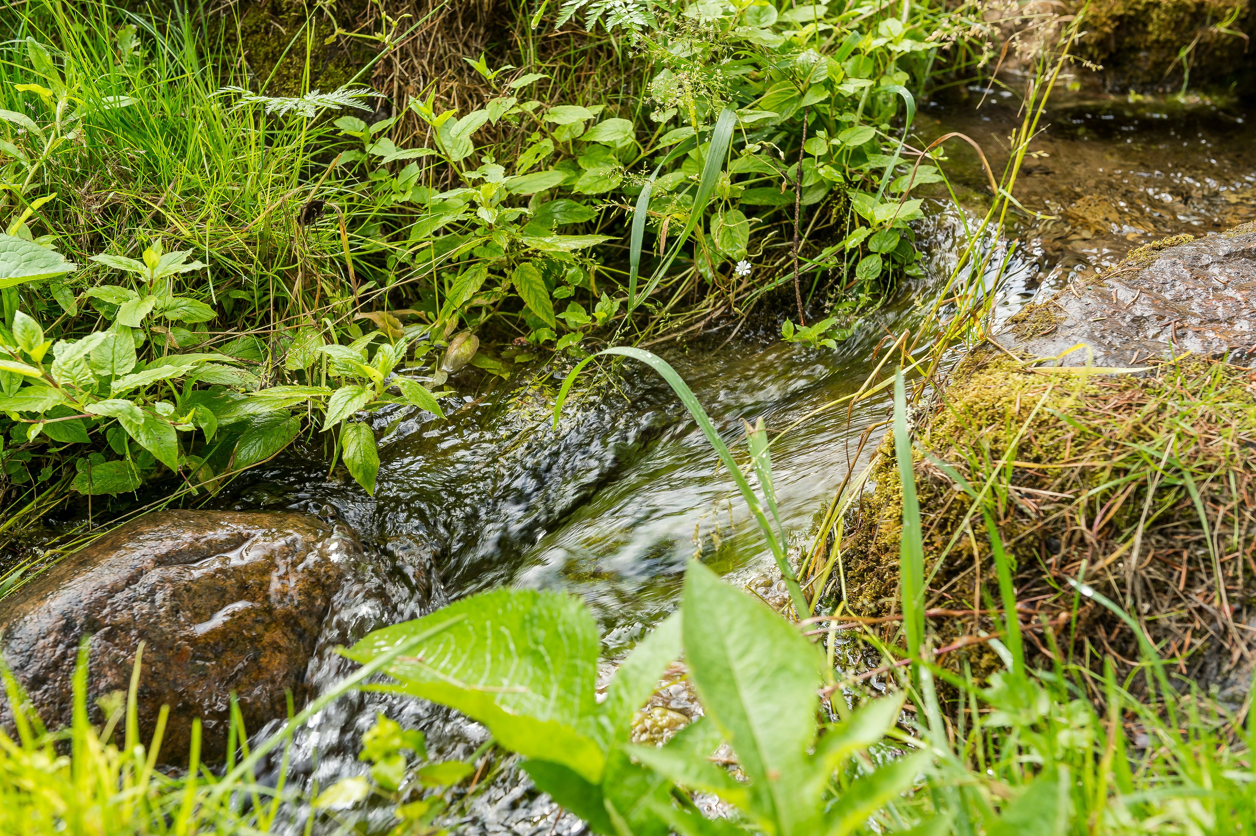 Освящение Оковецкого святого источника. 2015 год. Дима Бабушкин. Фотограф. Подиум. Репортаж. Творчество. Дорого