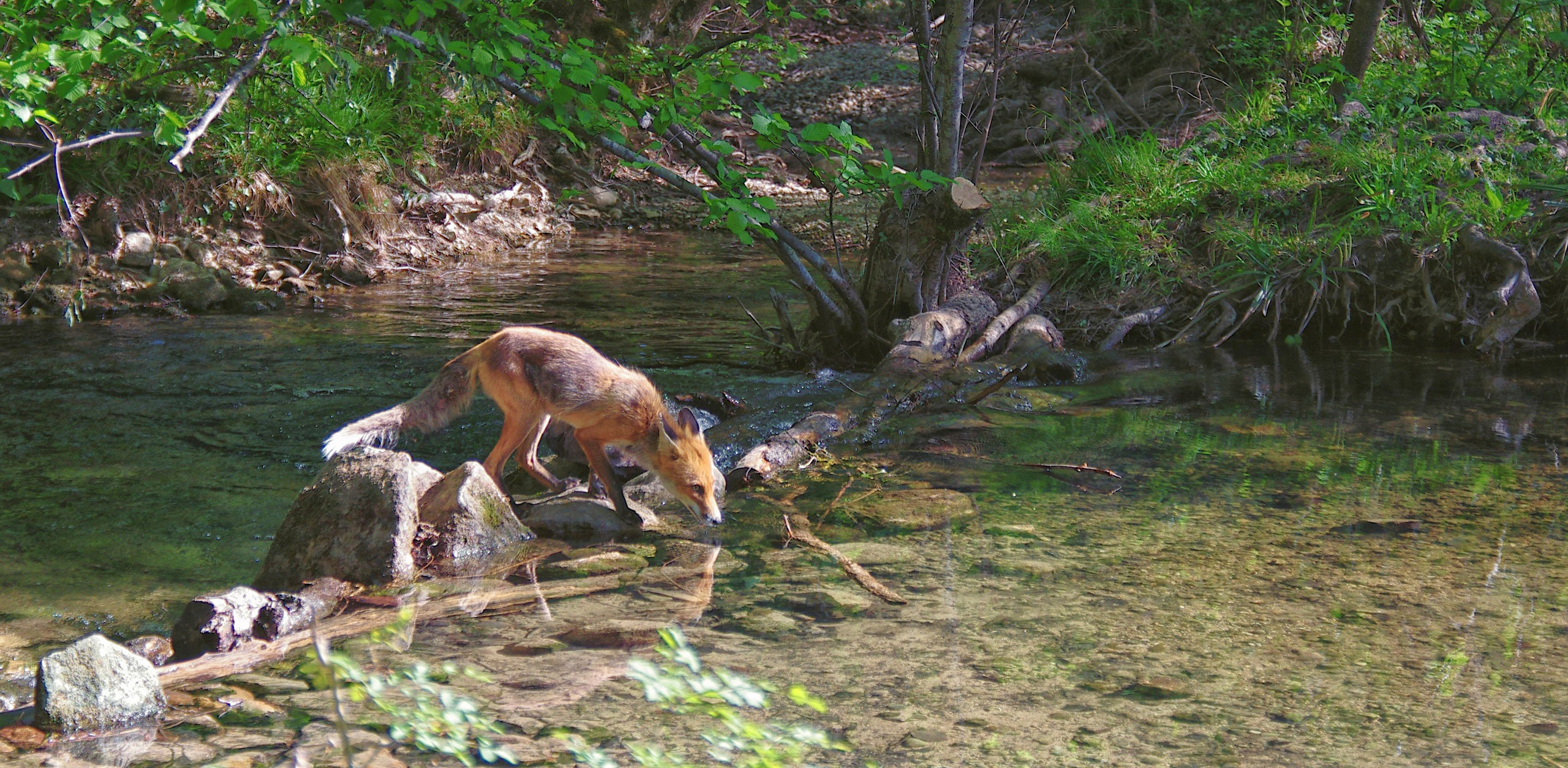 Шерсть, лапы, плавники. Семоха Валерий. Фотограф
