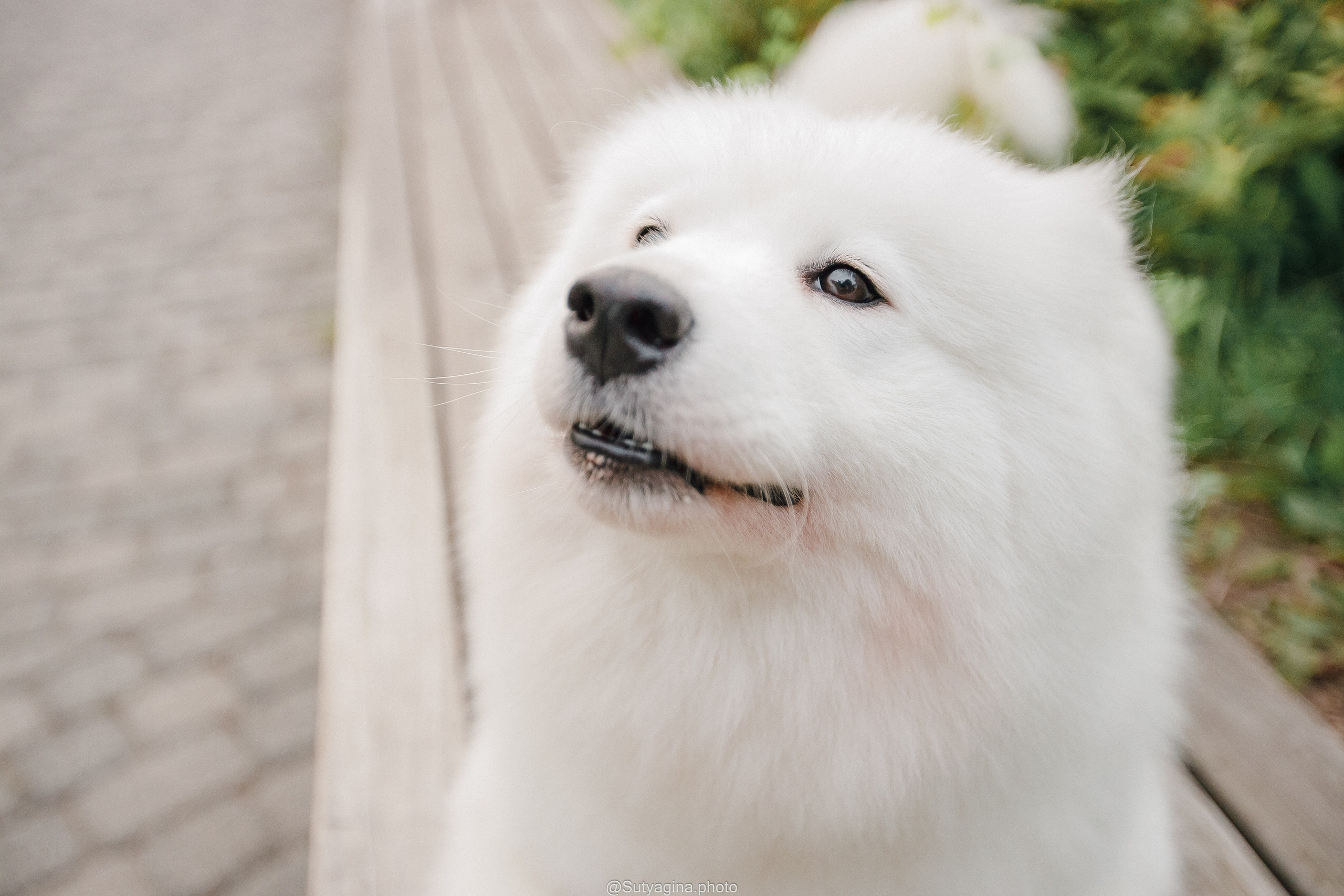Самоед Рея. Свадебный и женский фотограф