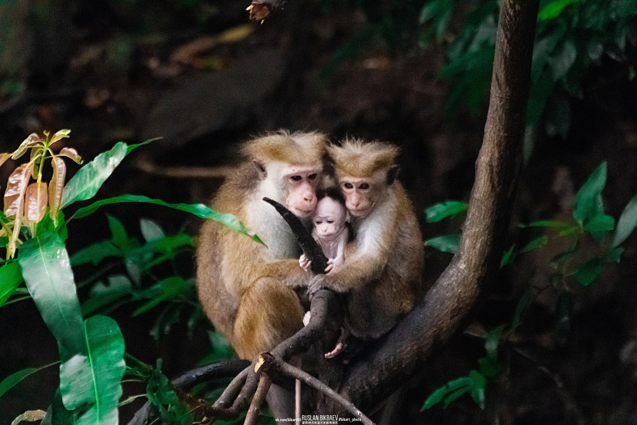 ШРИ-ЛАНКА 2025 / SRI LANKA 2025. Главная