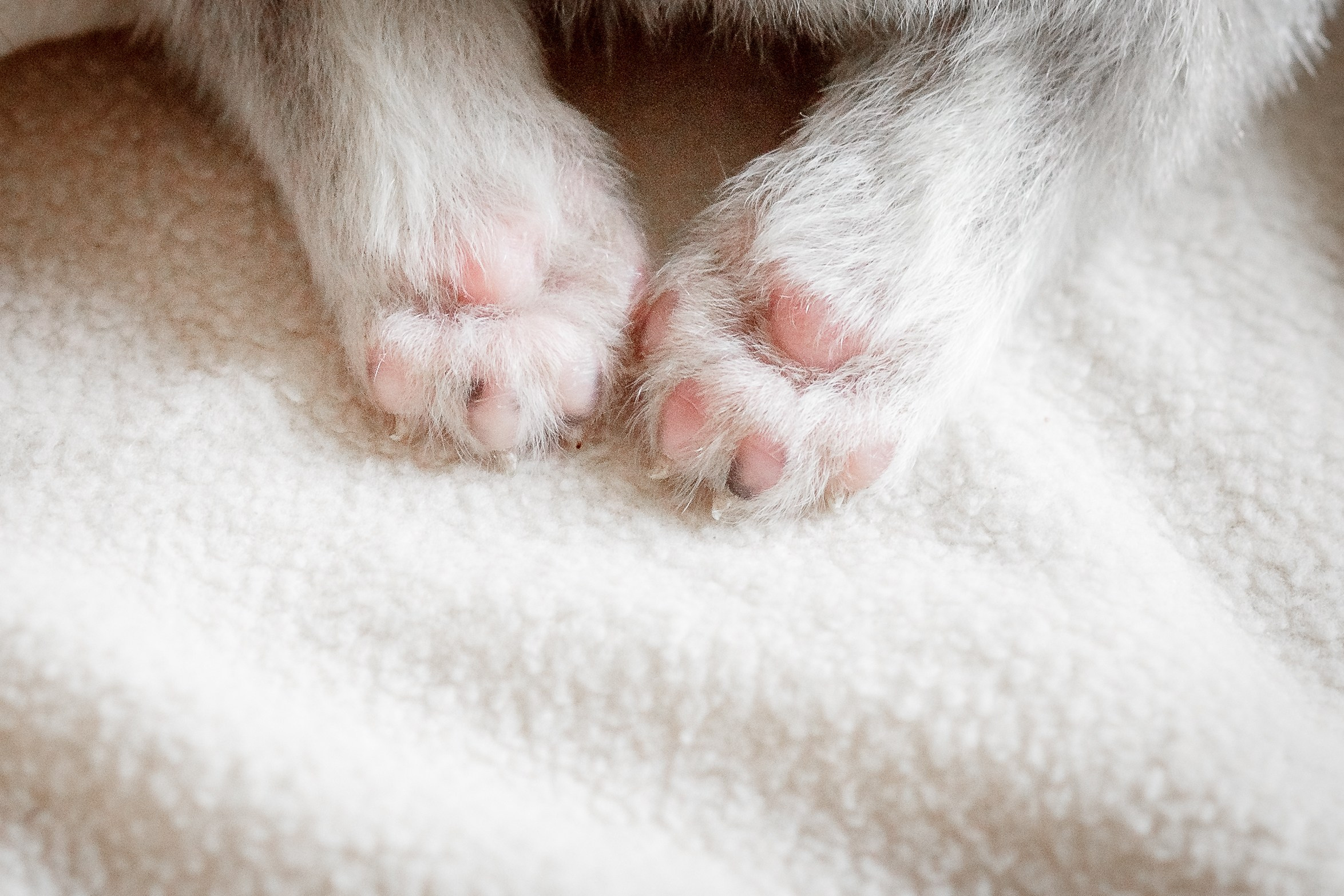 Собаки, кошки и др. животные. Семейный фотограф в Екатеринбурге