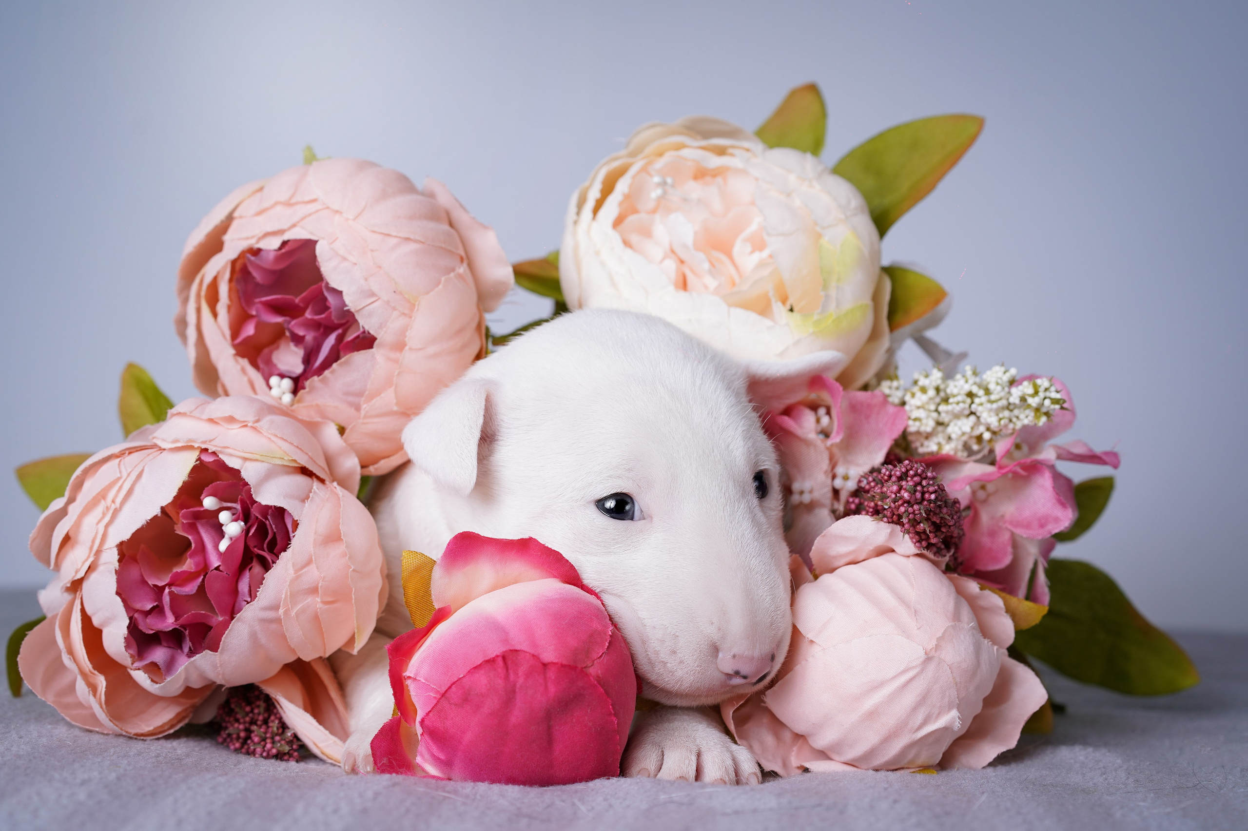 Щенки минибуля. Фотограф-анималист в Санкт-Петербурге Яна Мартынова