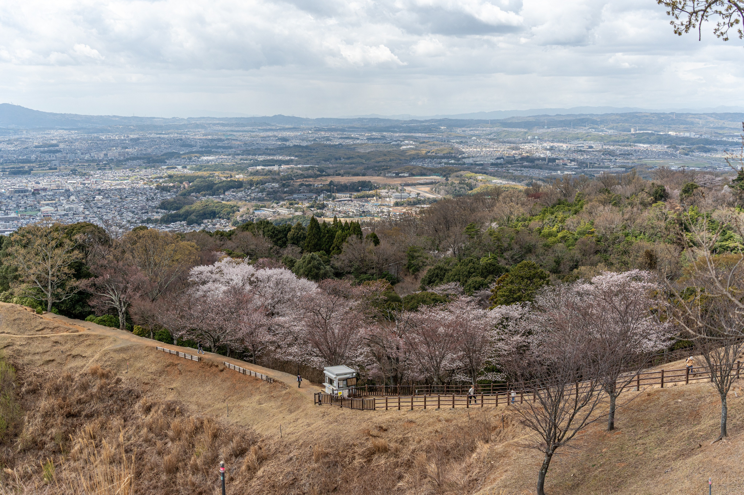 Япония, сакура. Творческие сьемки