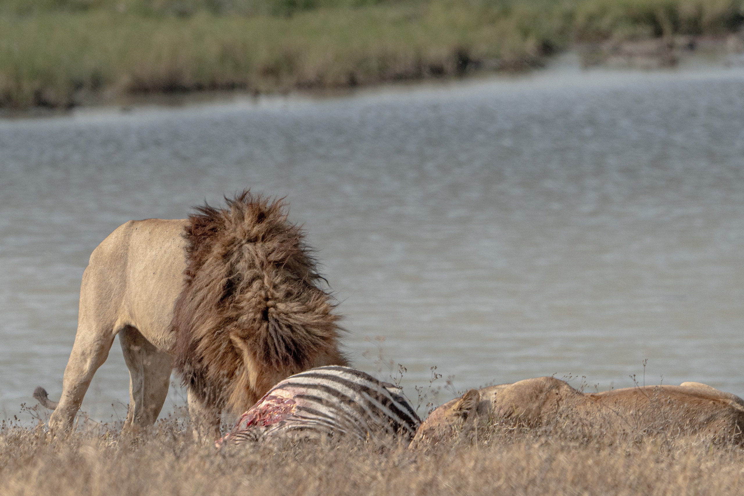 Танзания, сафари, 2025. Творческие сьемки