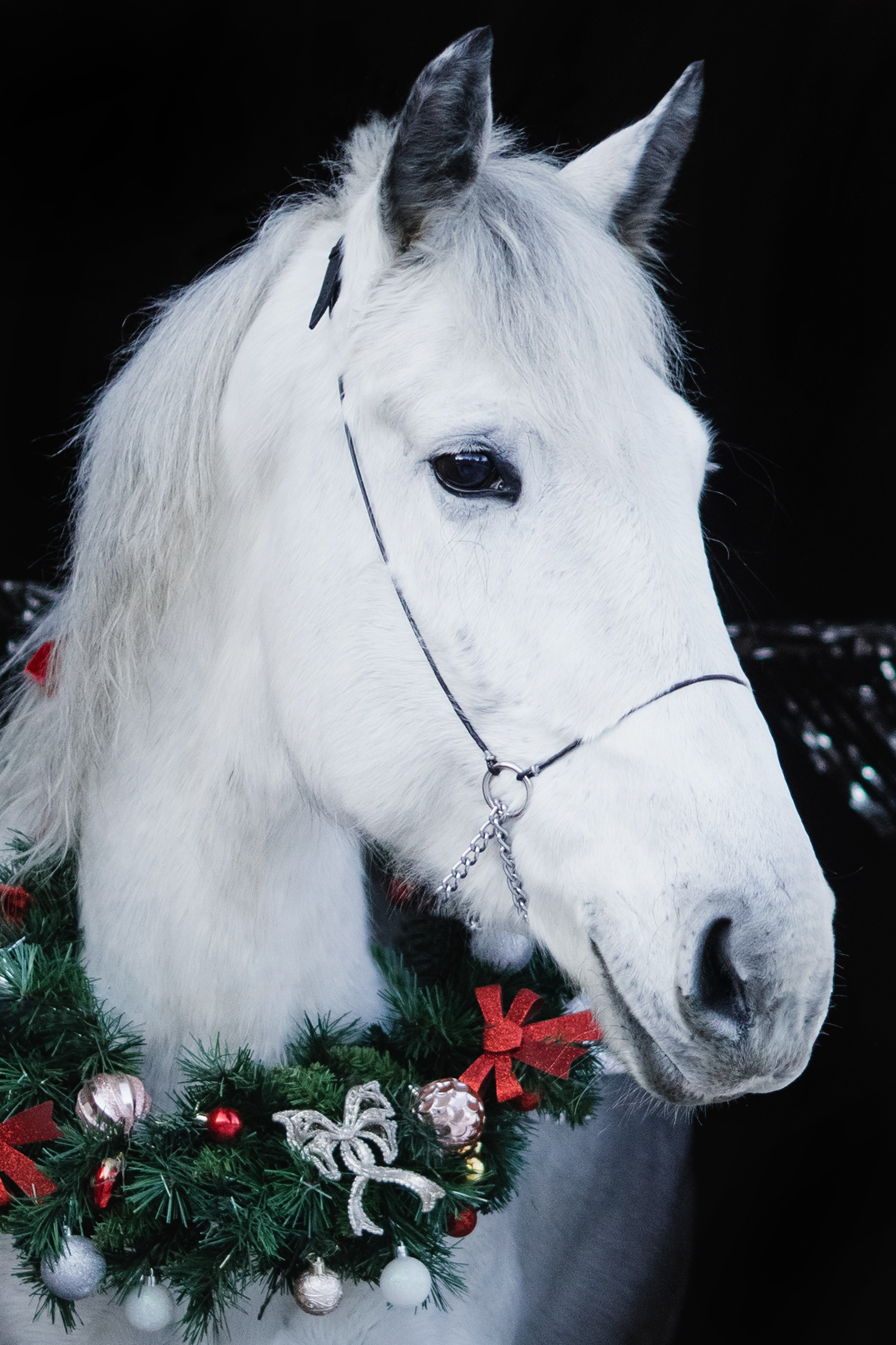 Life with horse. Saamill