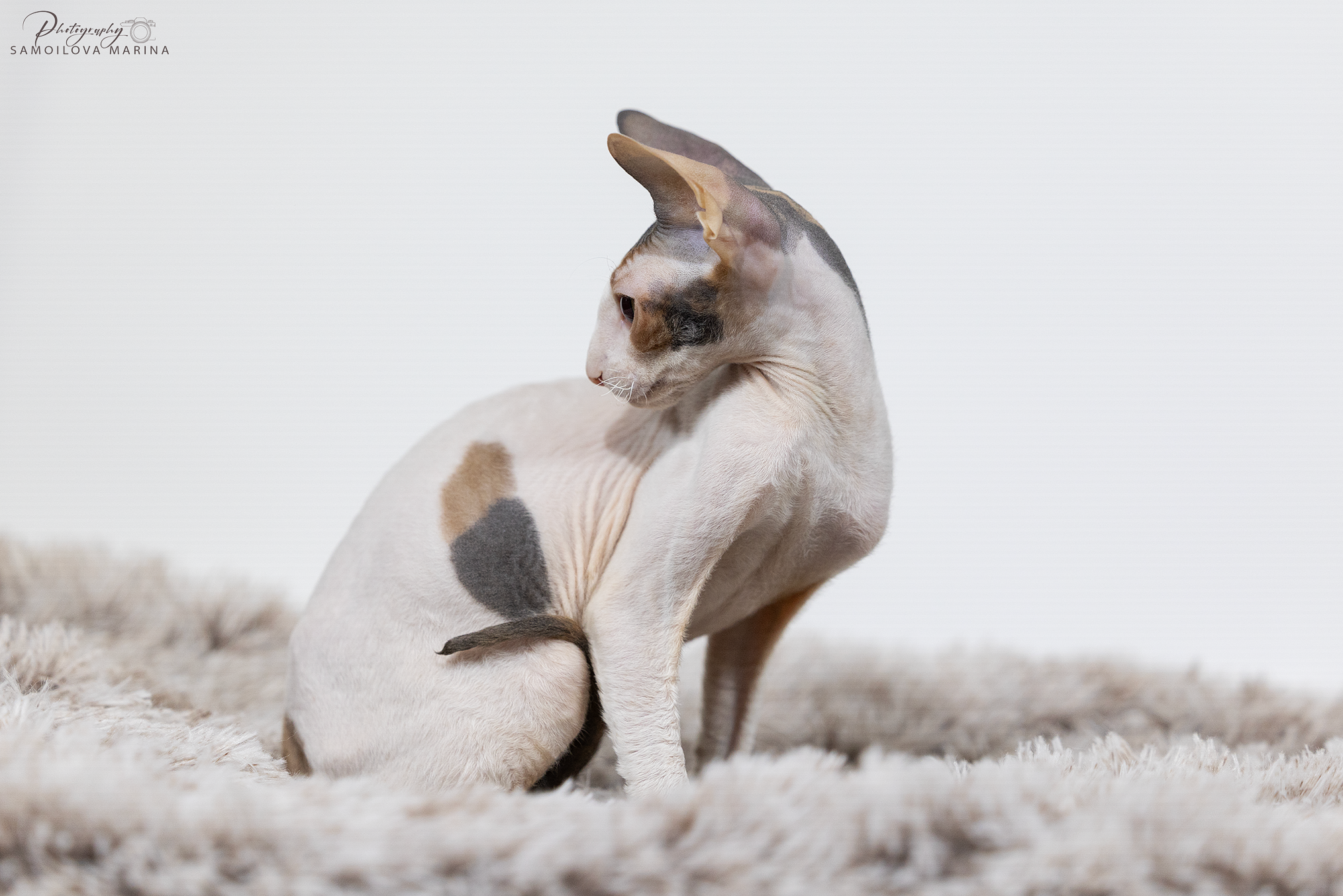 Кошки. Фотограф-анималист в Москве и МО Самойлова Марина