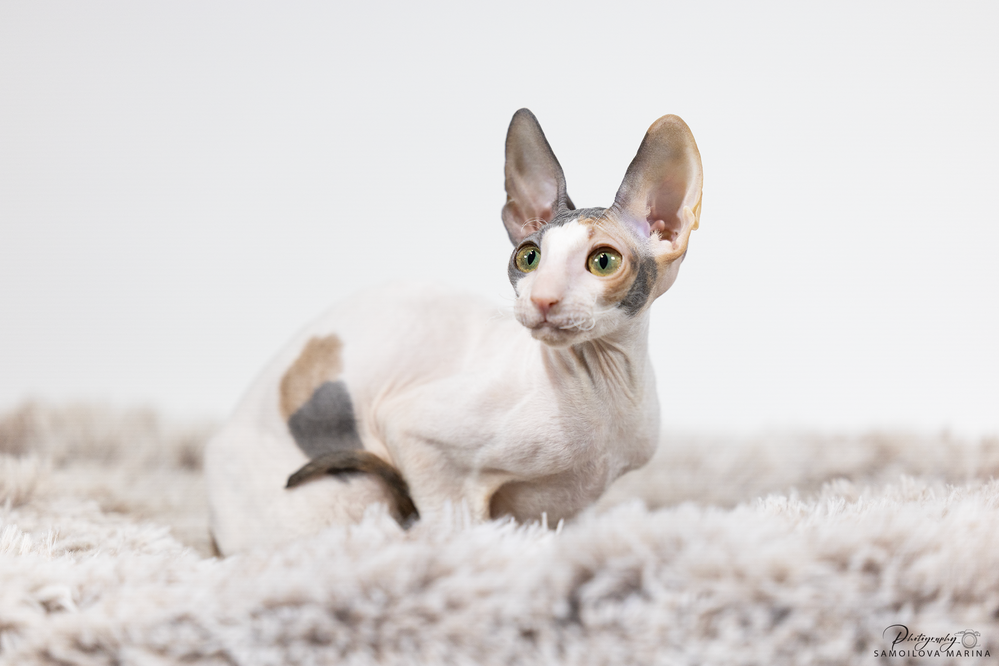 Кошки. Фотограф-анималист в Москве и МО Самойлова Марина