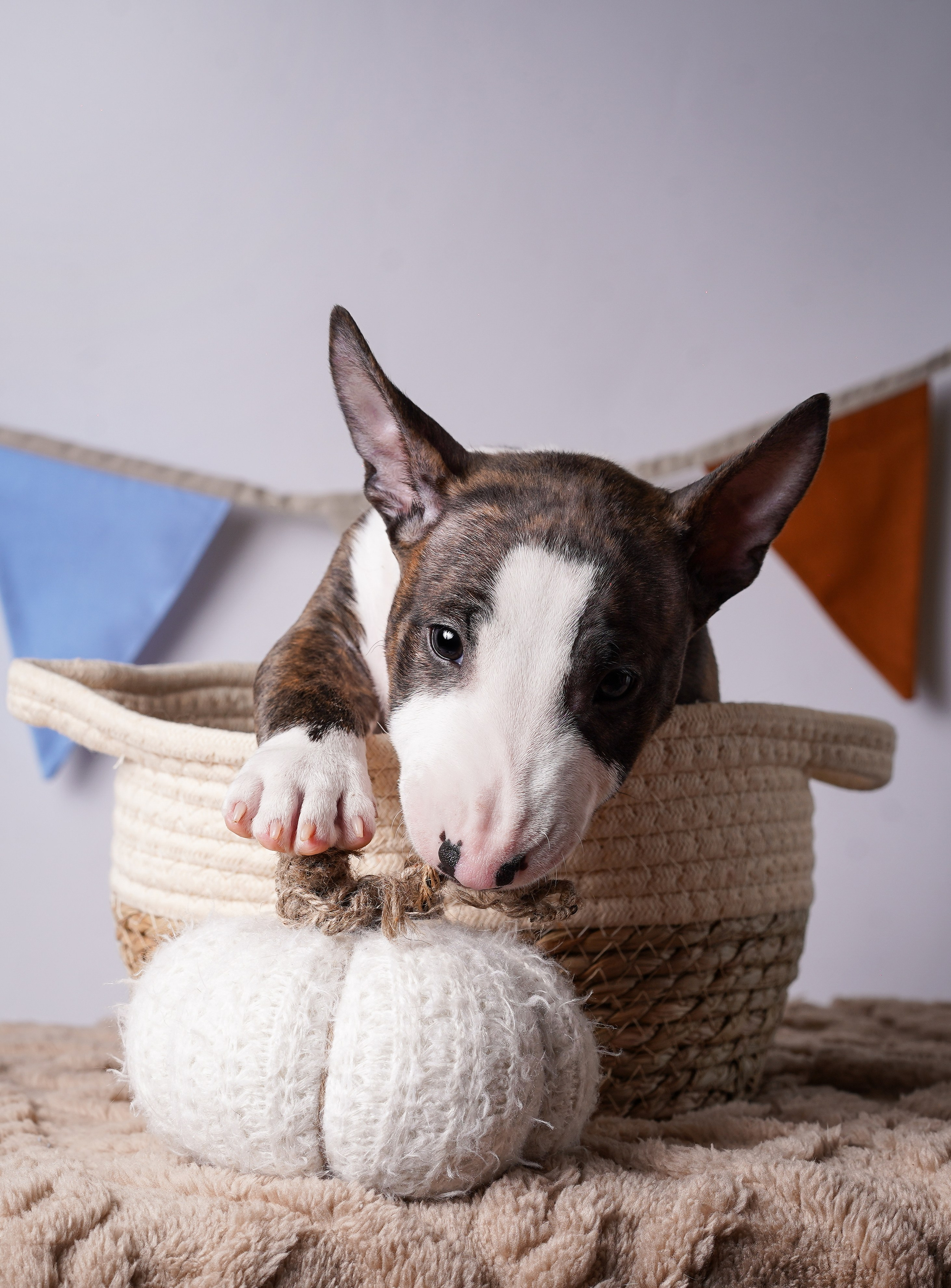 Щенки минибультерьера. Фотограф-анималист в Санкт-Петербурге Яна Мартынова