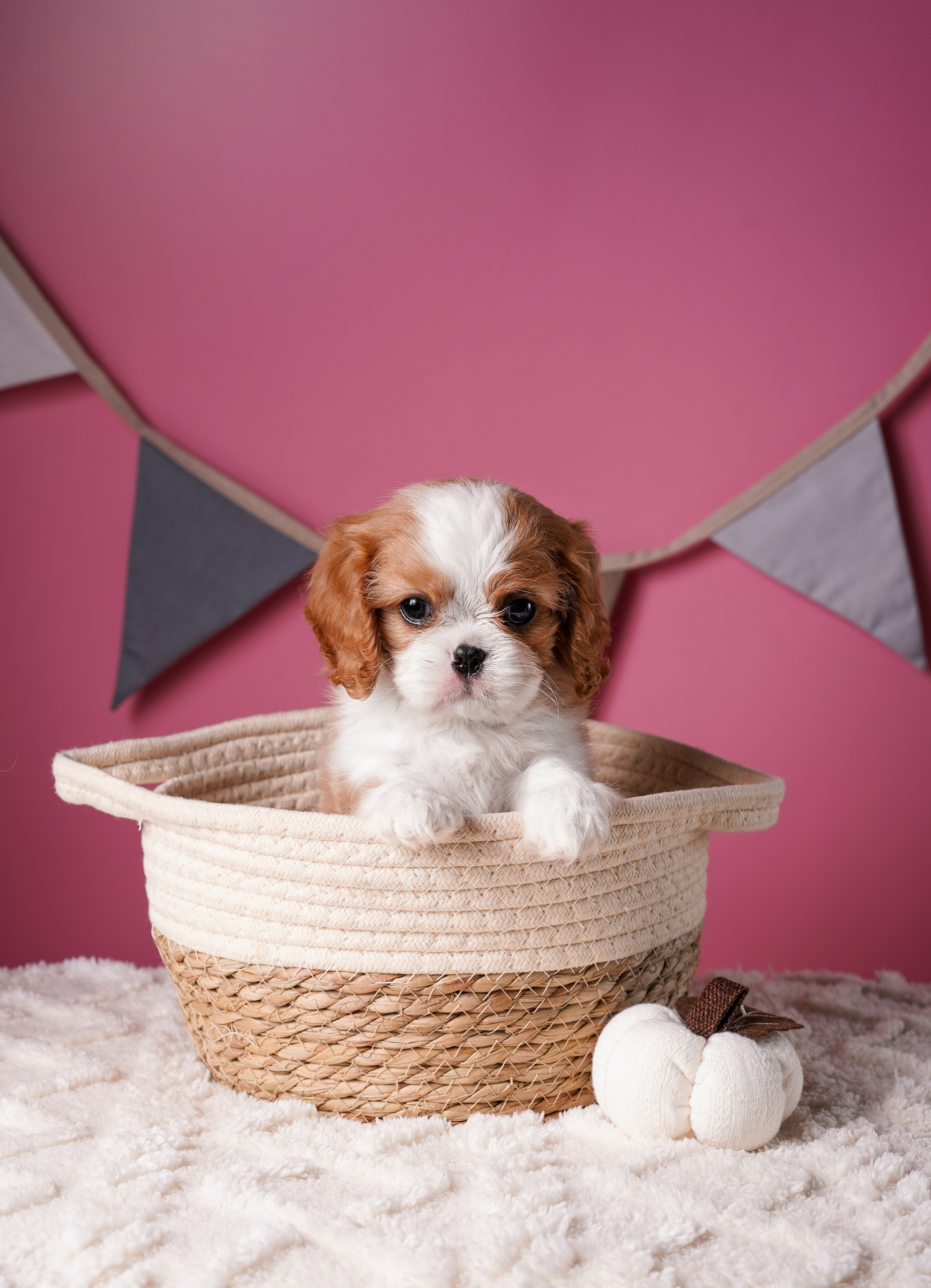 Щенки кавалера. Фотограф-анималист в Санкт-Петербурге Яна Мартынова