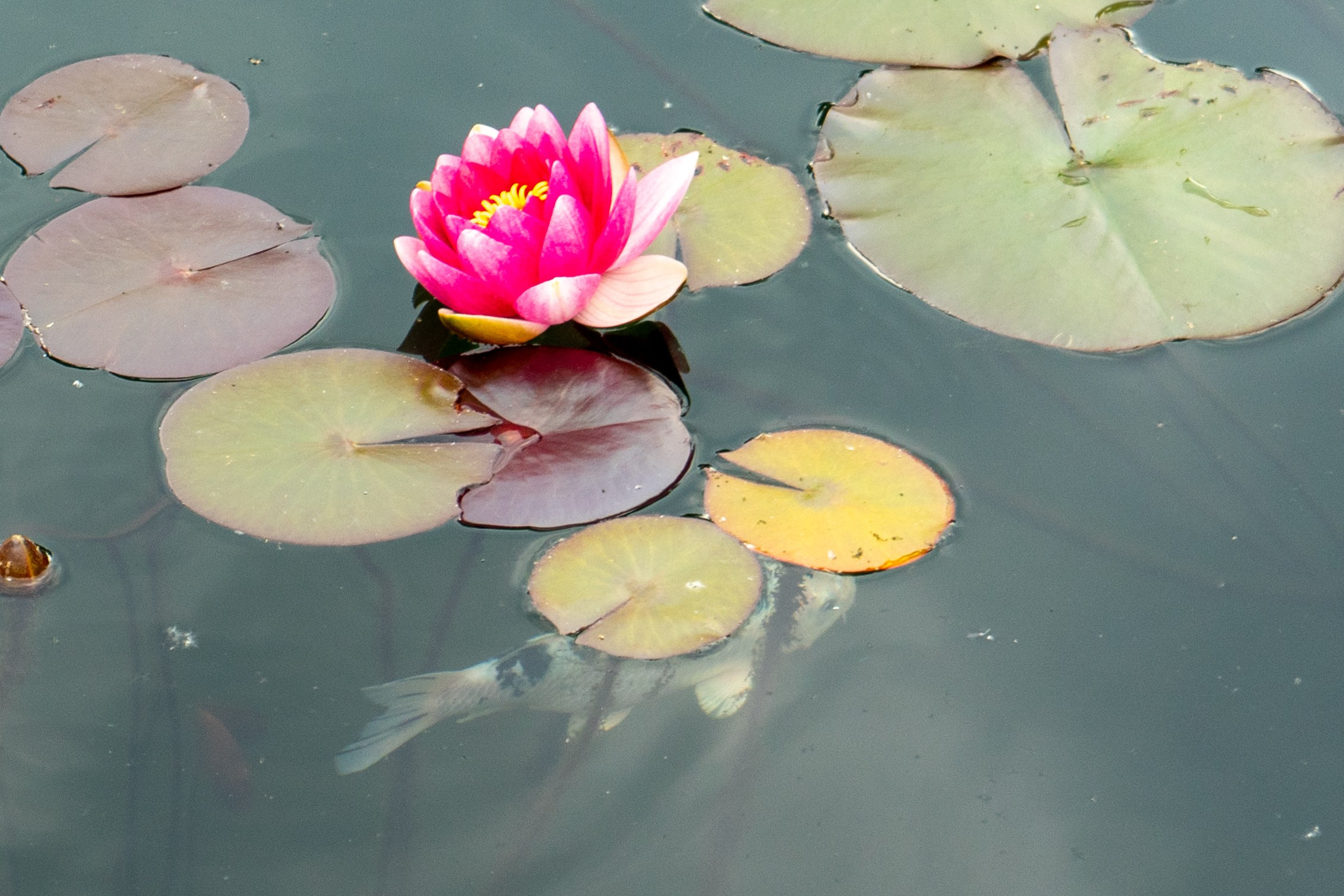 Виды парка Хуамин Москва. Авторские фотографии Чугунова Николая