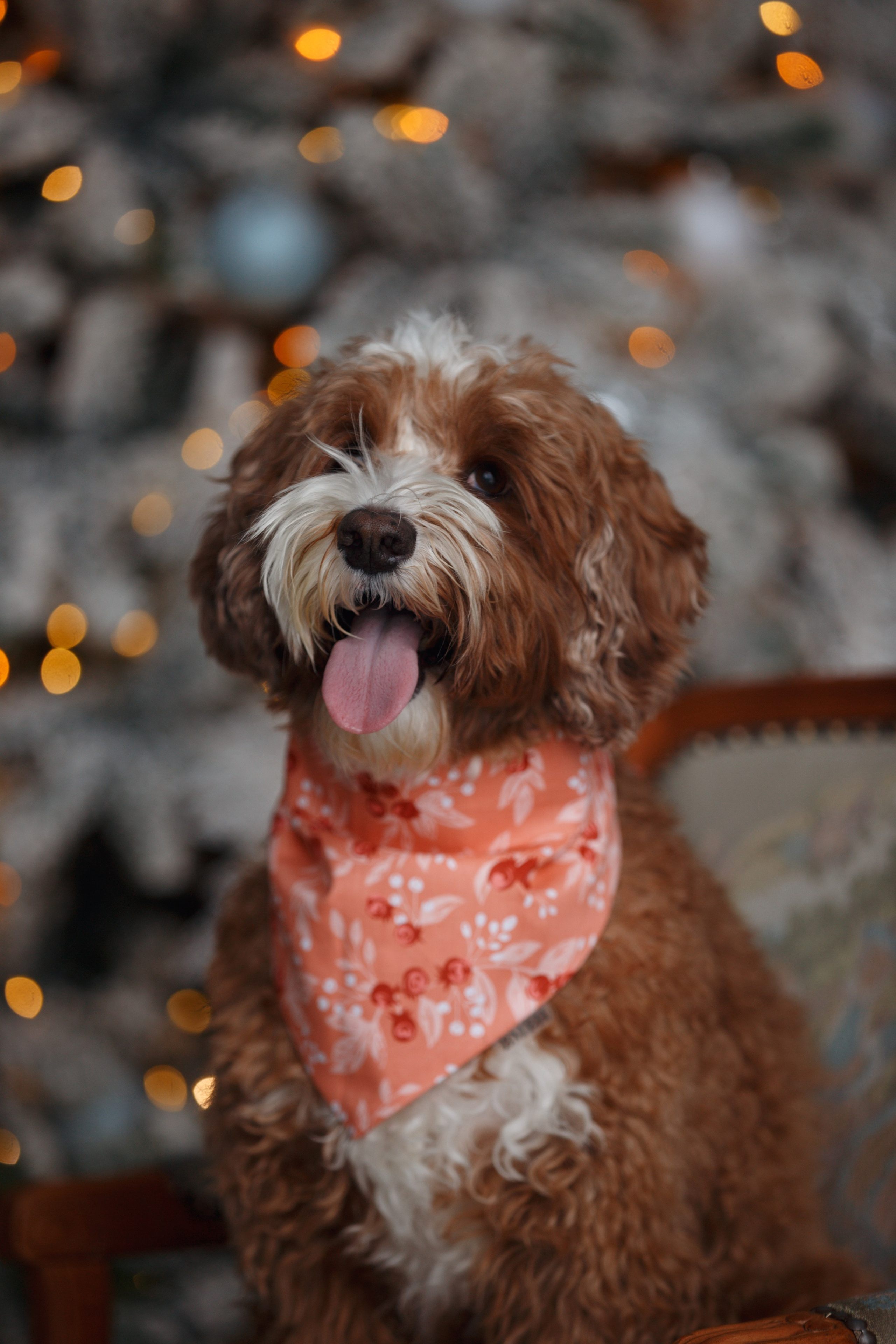 Bmbh лежанки и адресники. Фотограф анималист Кристина Карпова, Москва