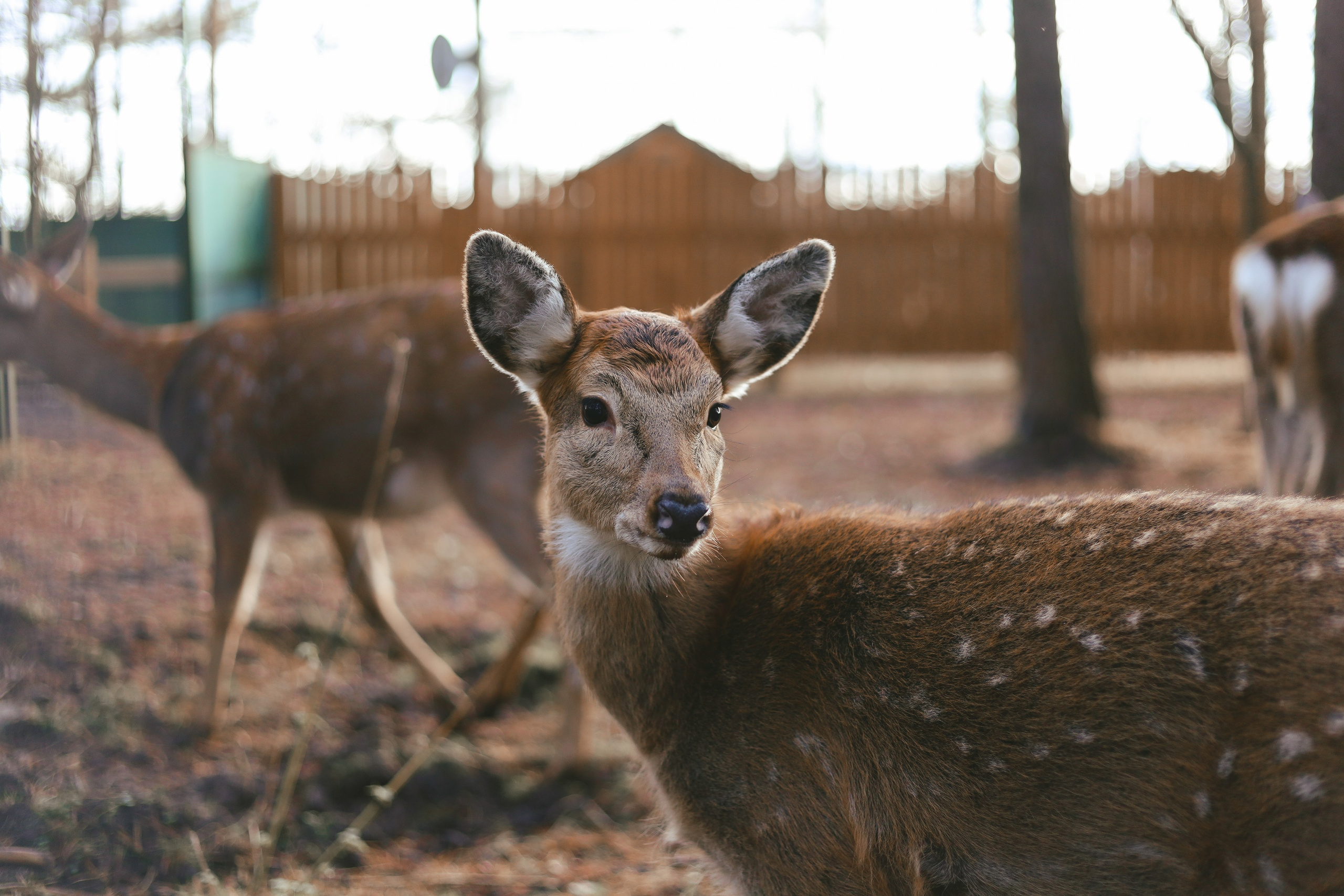 Животные. Фотограф в Москве Бастракова Юлия