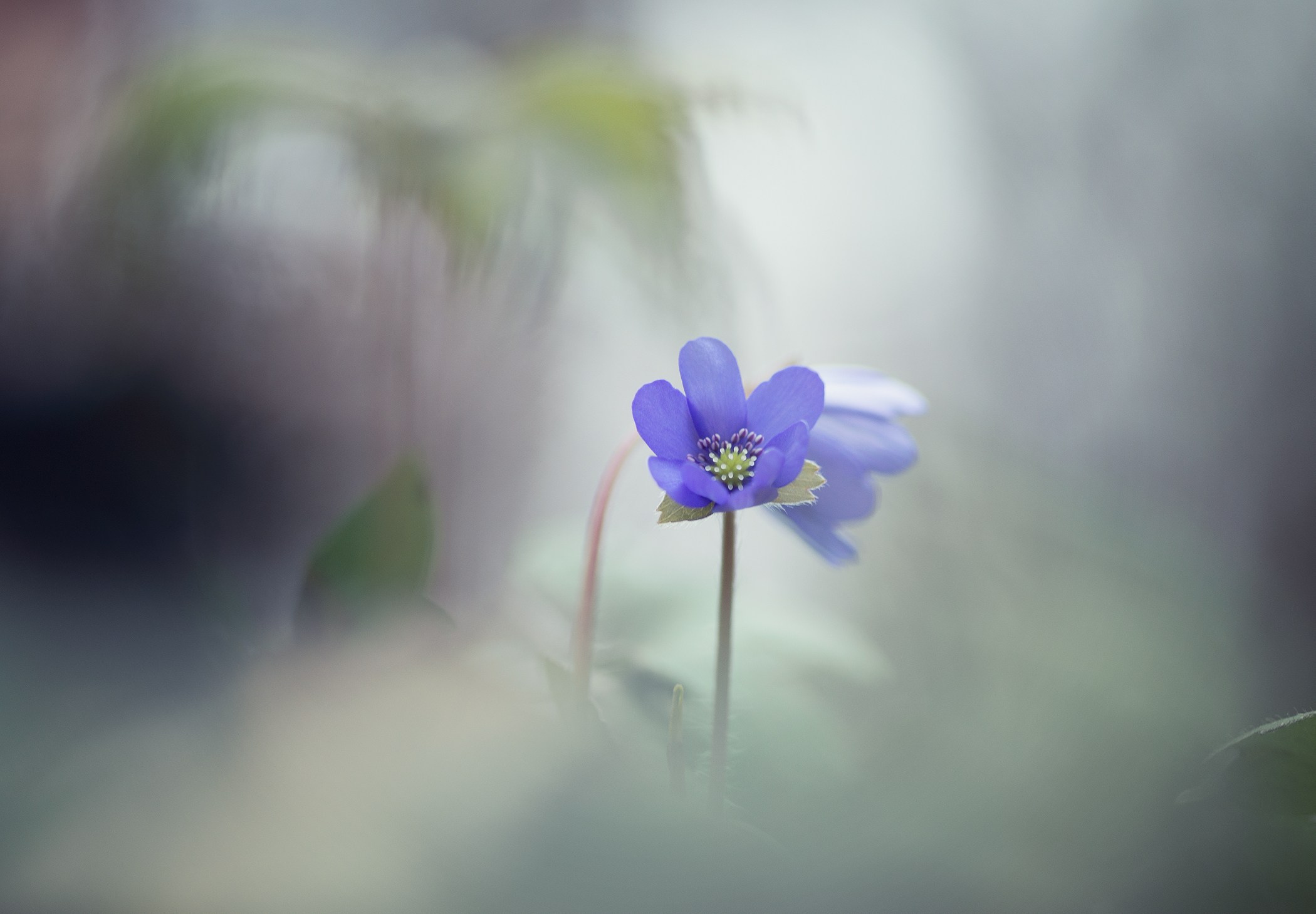 Volkovart.ru macro photography flowers. Volkovart.online nature photography