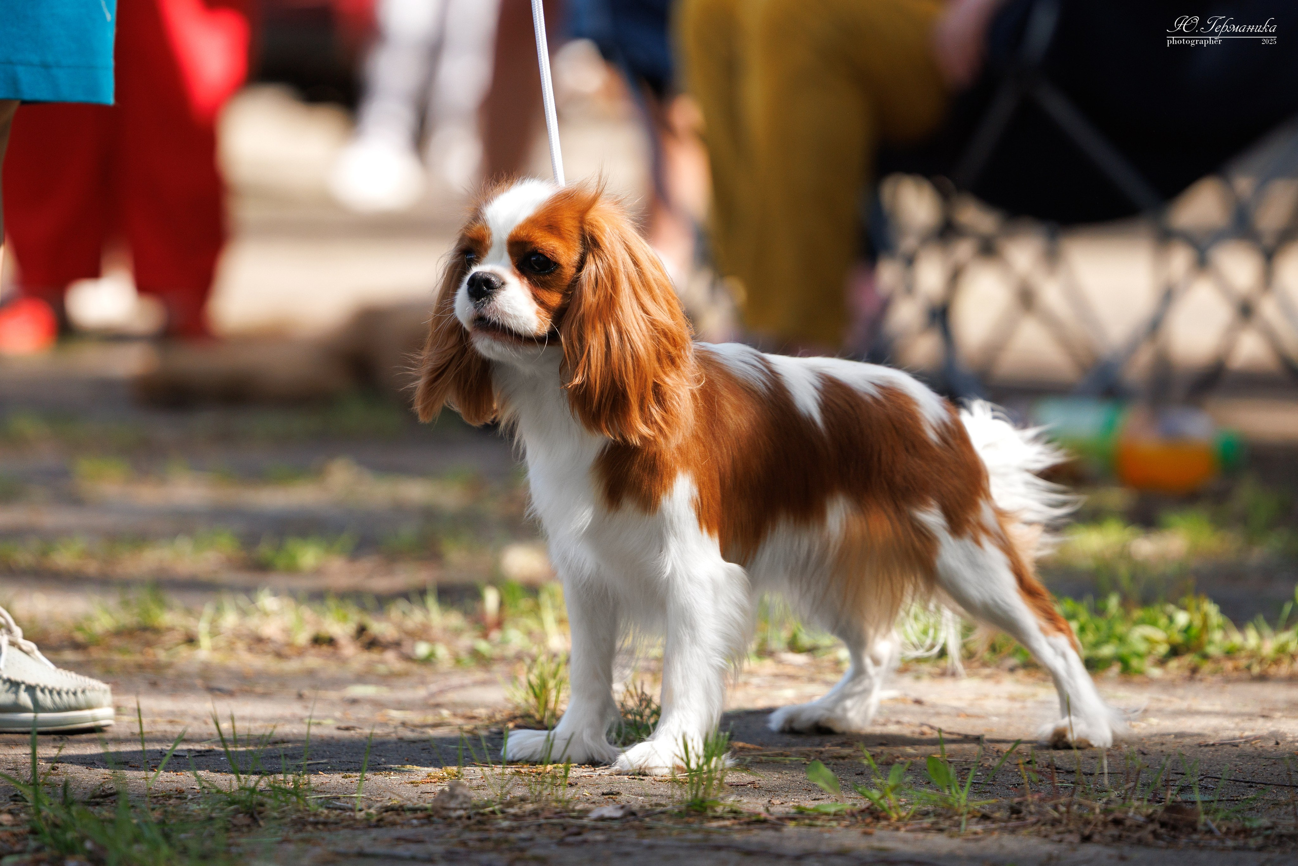 Тверь 24.05.2025. Фотограф-анималист Юлия Германика