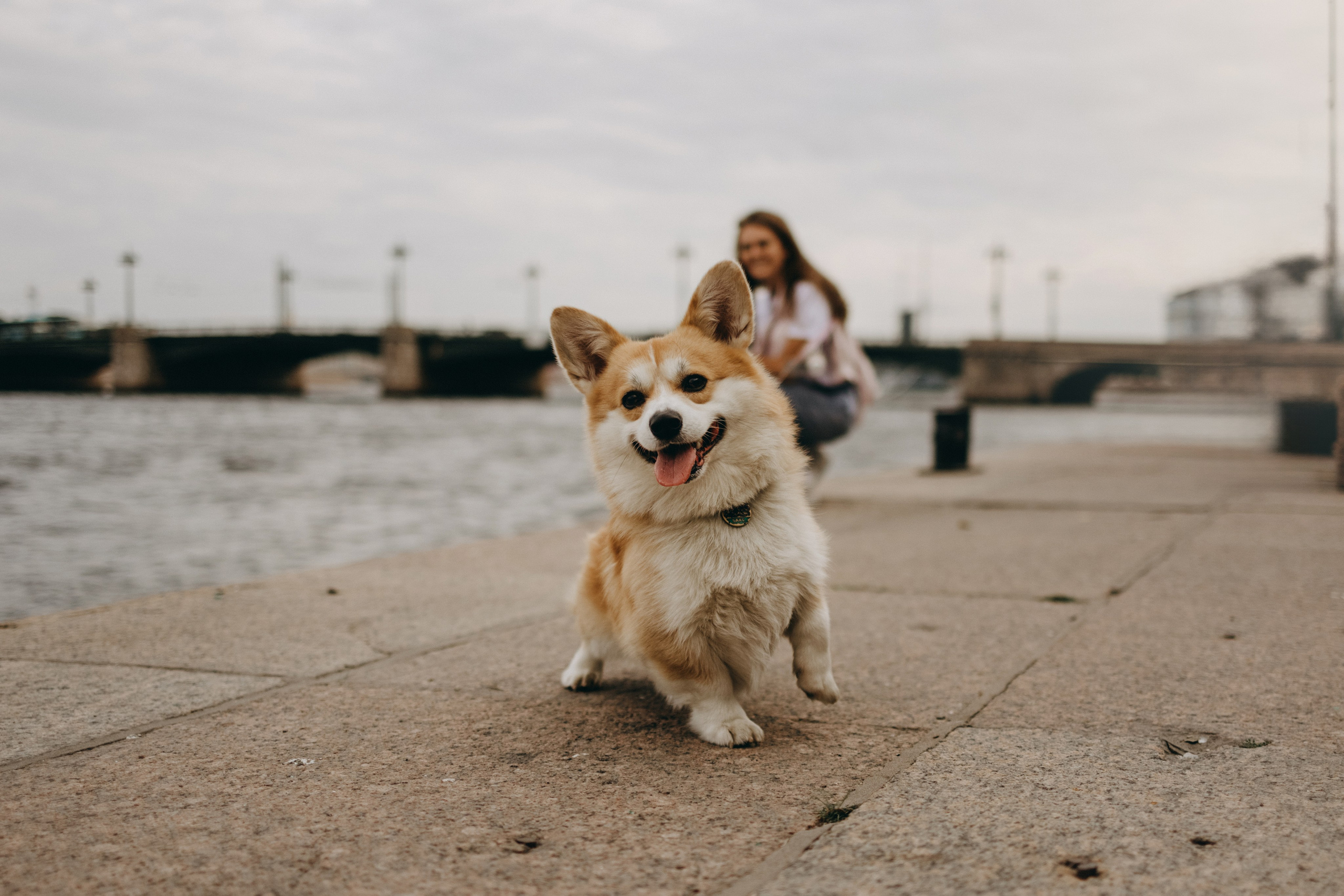 Лиза и Бакс. Фотограф — Анималист | Санкт-Петербург