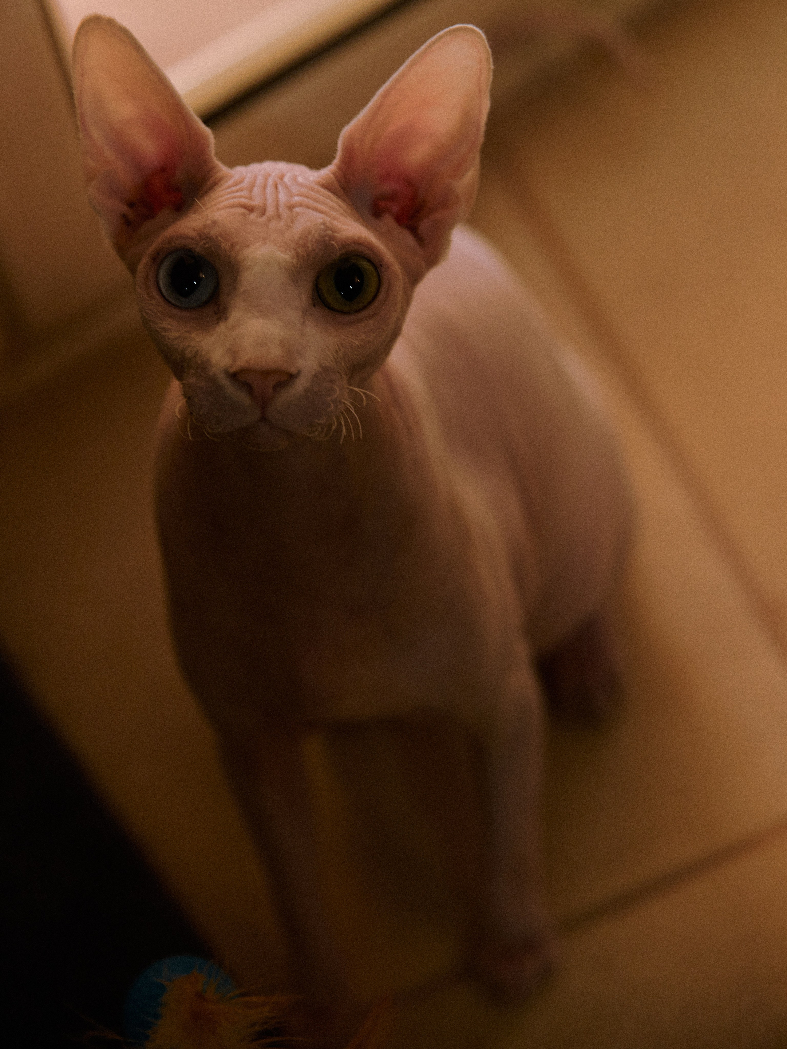 Диптих. Jorgis — фотограф в Хургаде / обучение фотографии