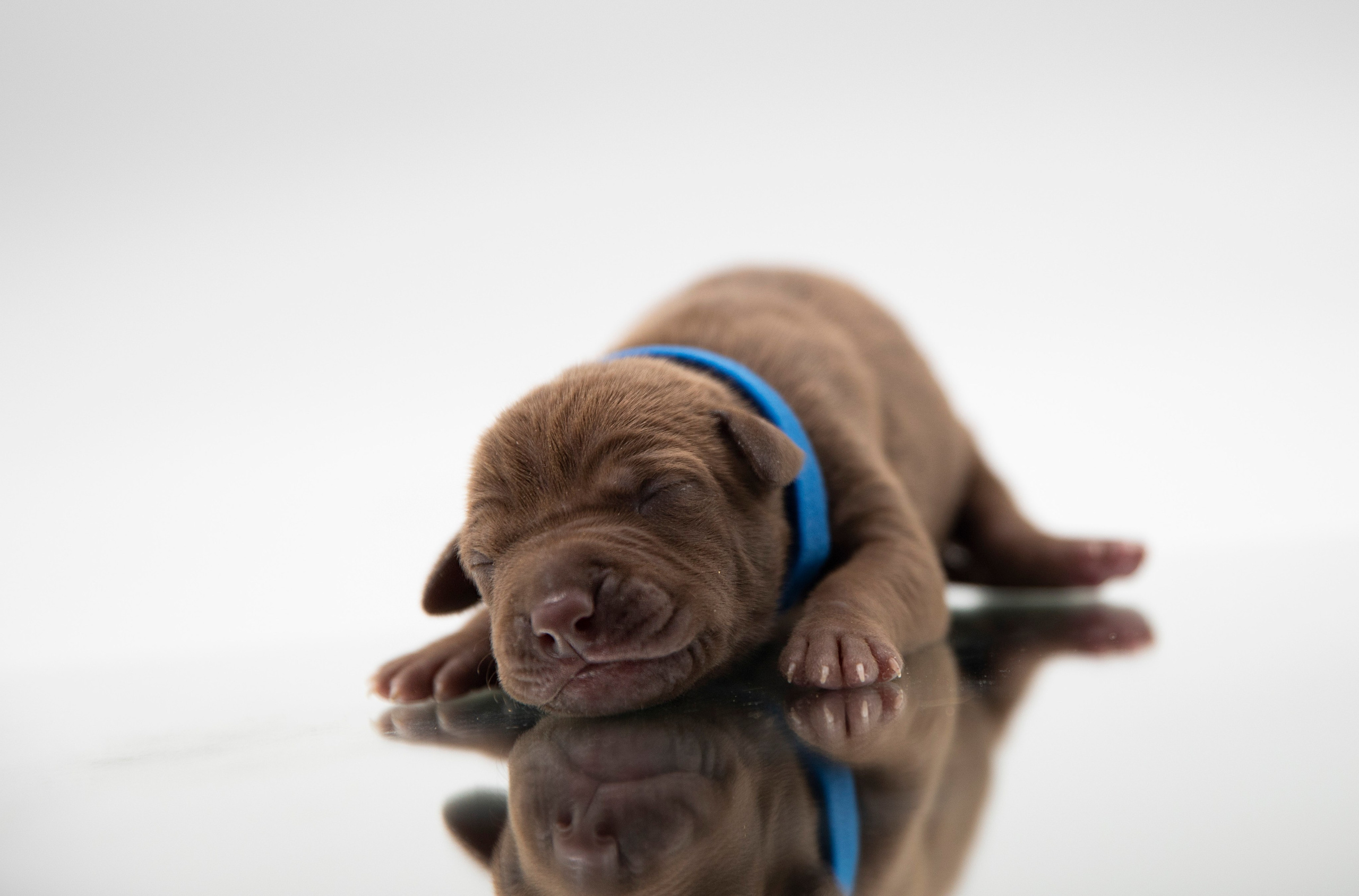 Фотосъёмки щенков. Фотограф-анималист Павлова Любовь