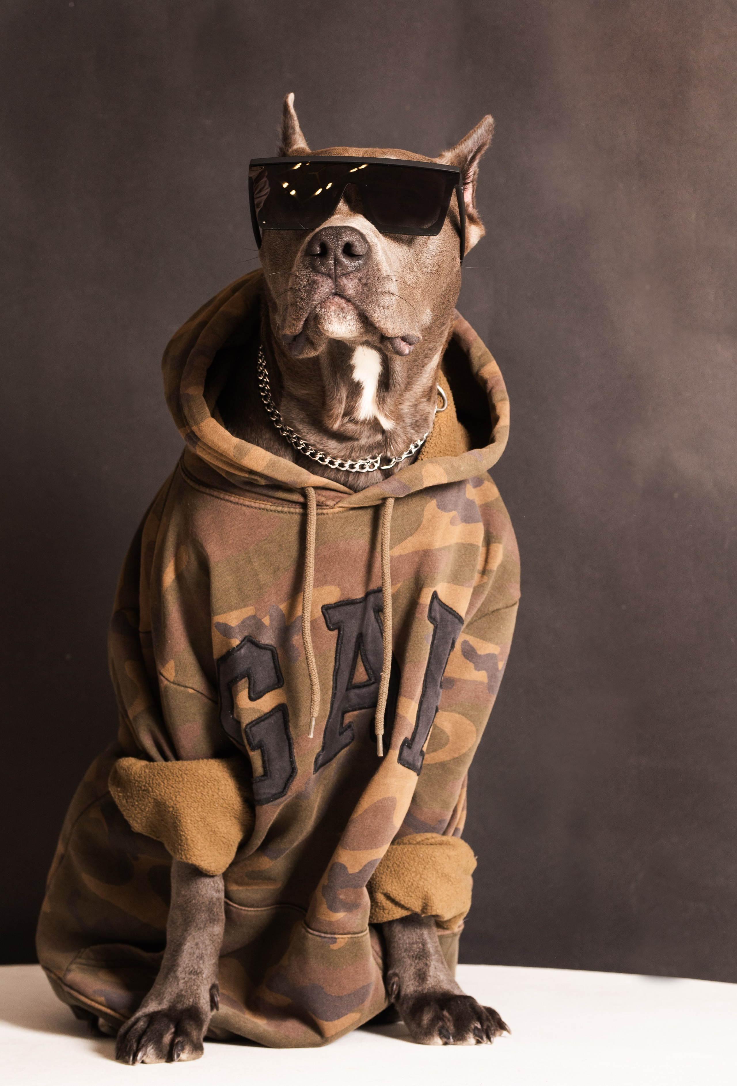 Студийные фотосъёмки. Фотограф-анималист Павлова Любовь